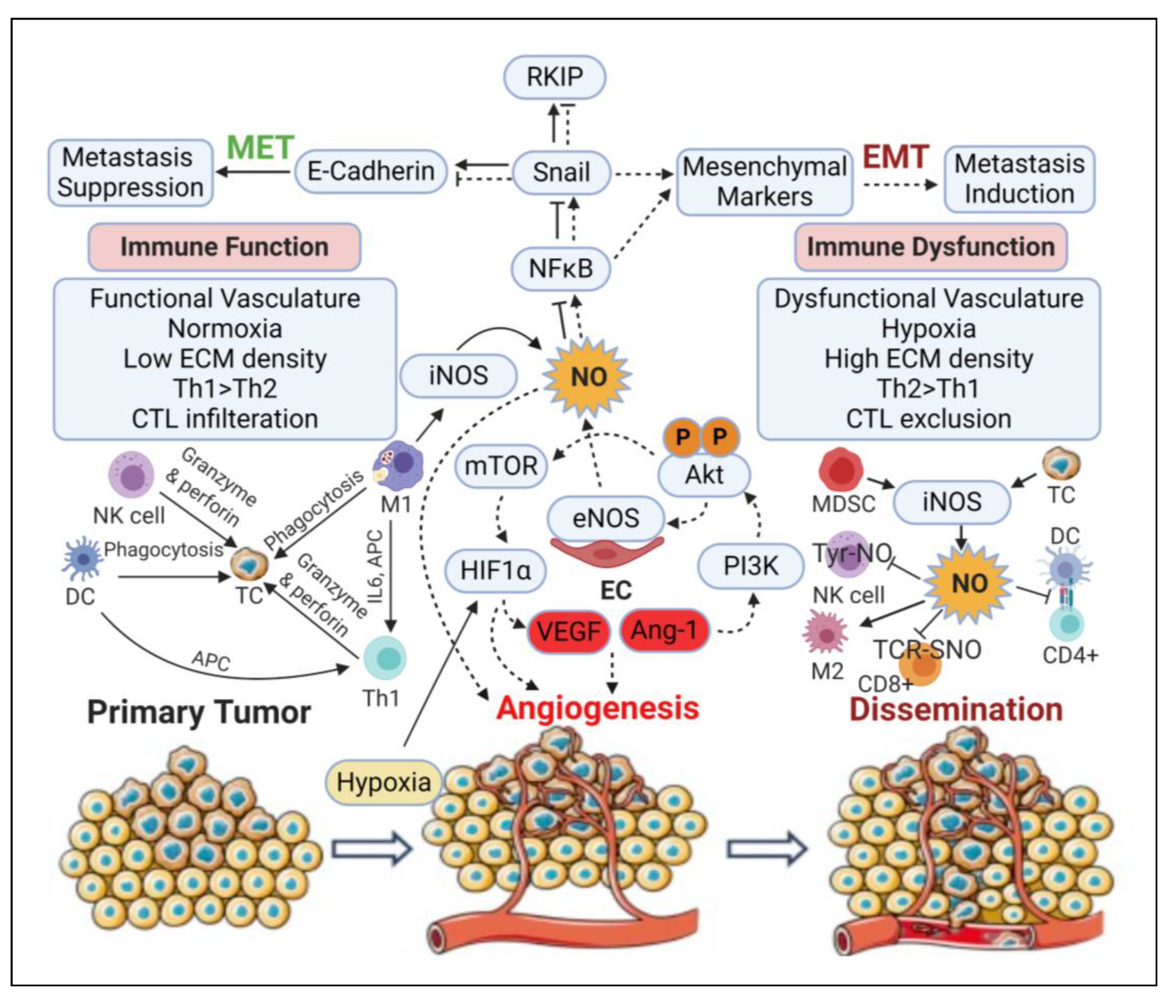 Ijms 21 09393 g005 Ijms 21 09393 g005