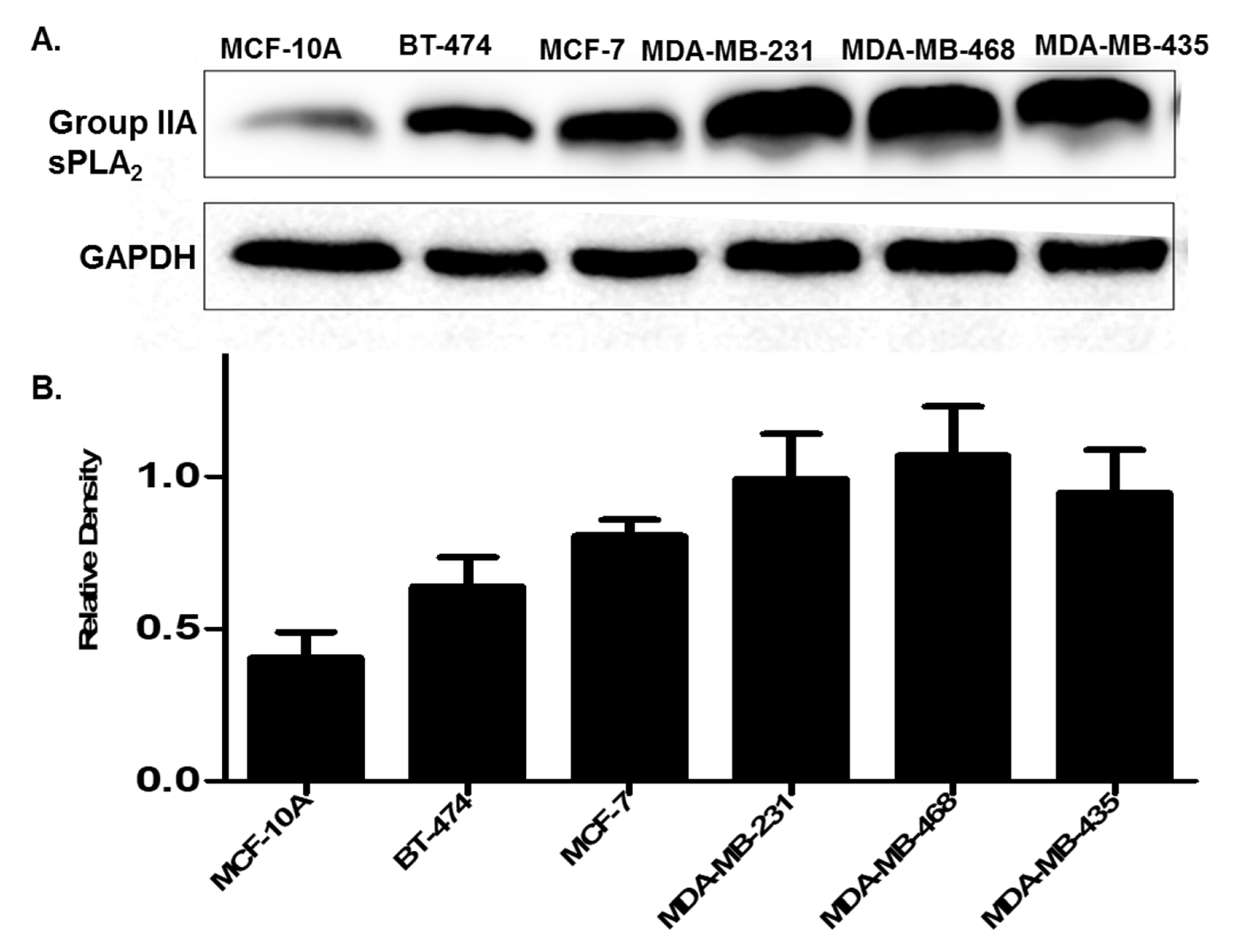 Ijms 21 09396 g004 Ijms 21 09396 g004