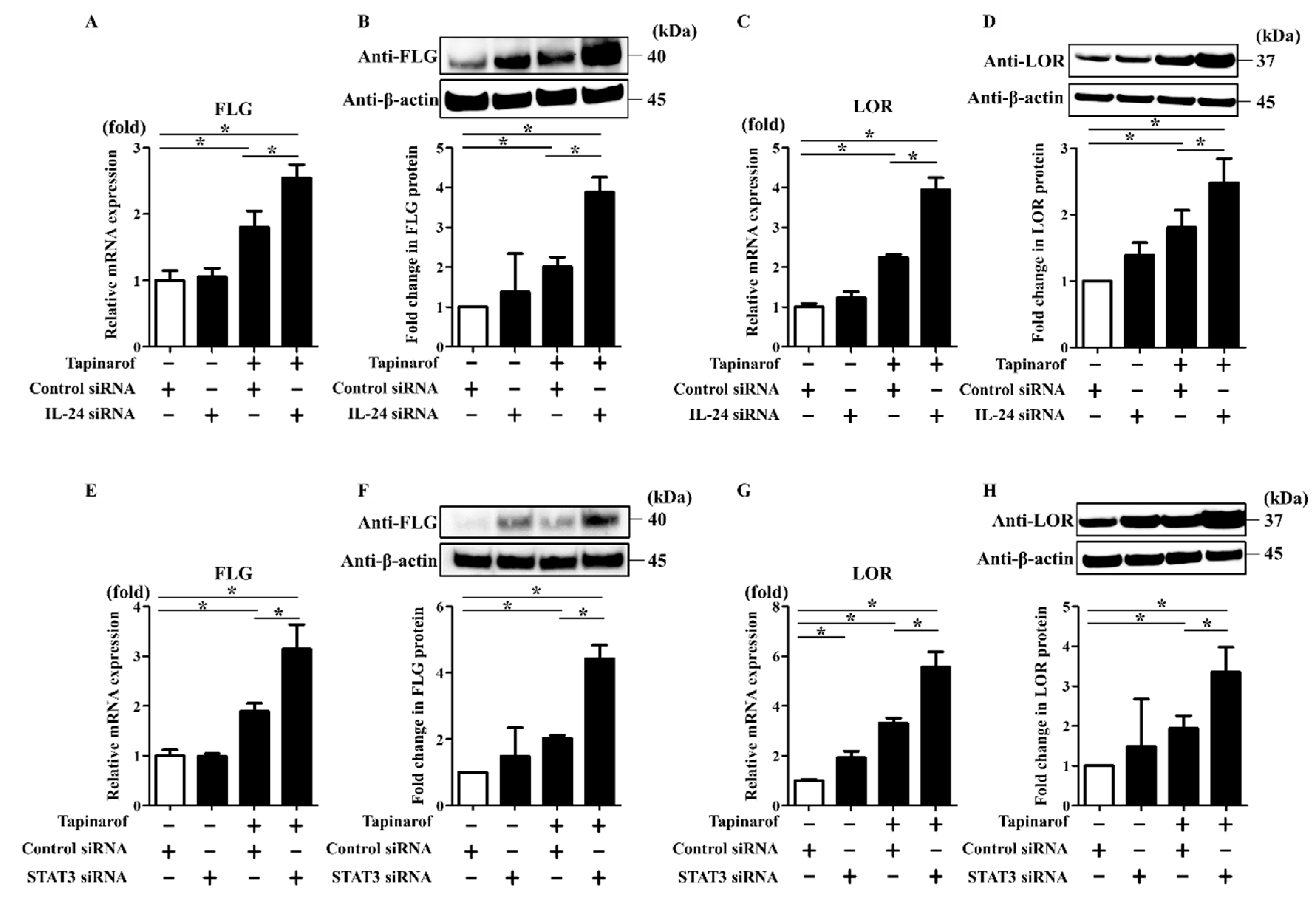 Ijms 21 09412 g003 Ijms 21 09412 g003
