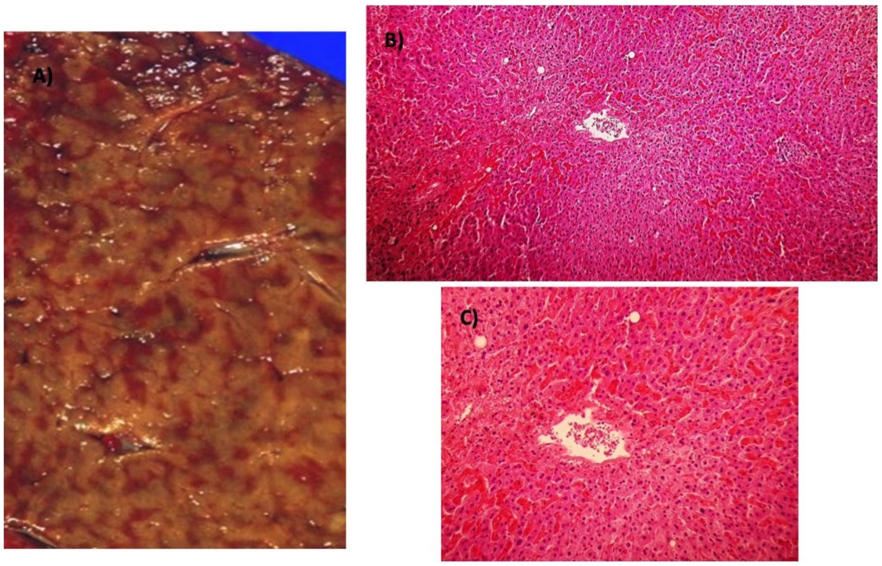 Ijms 21 09420 g005 Ijms 21 09420 g005