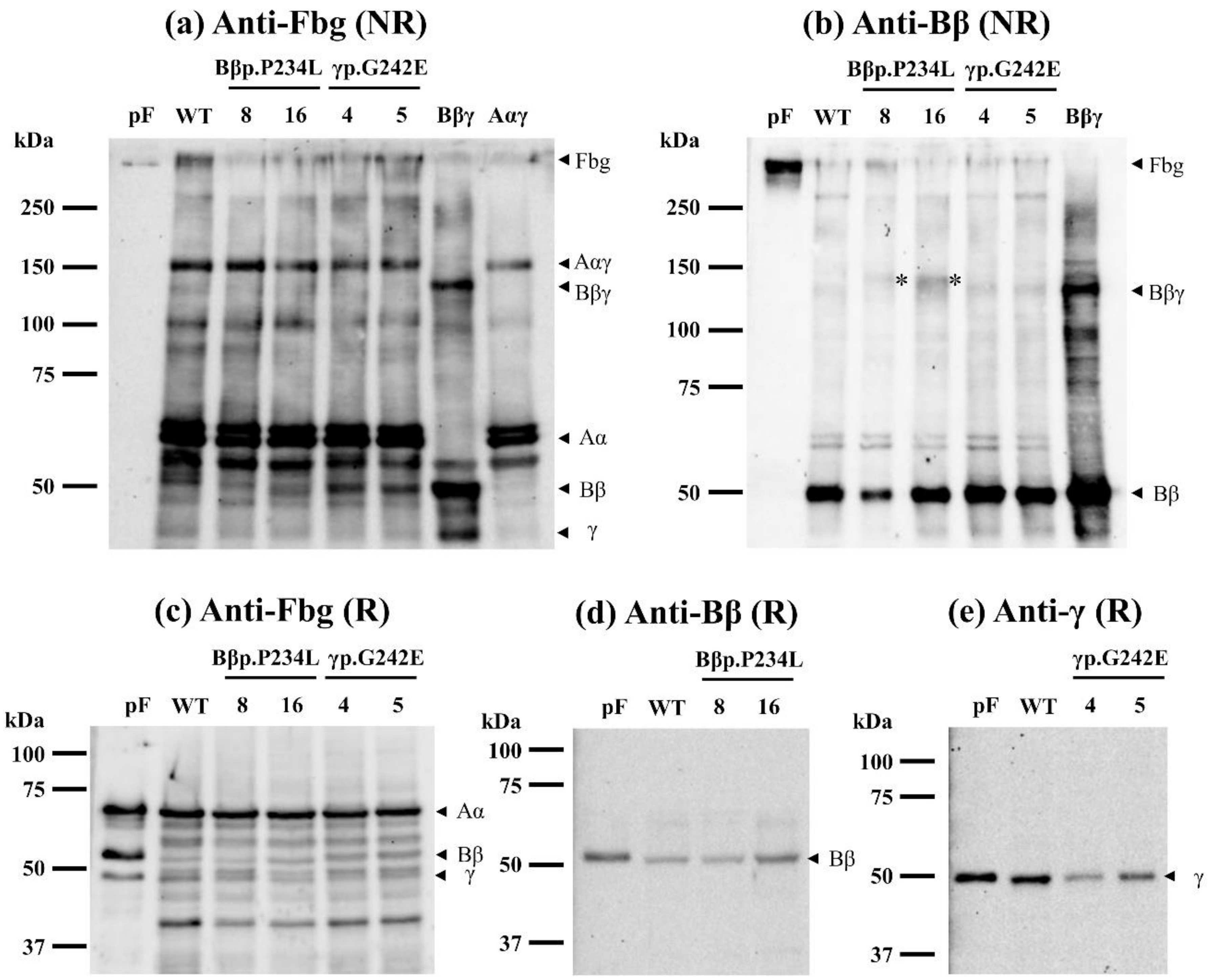 Ijms 21 09422 g003 Ijms 21 09422 g003