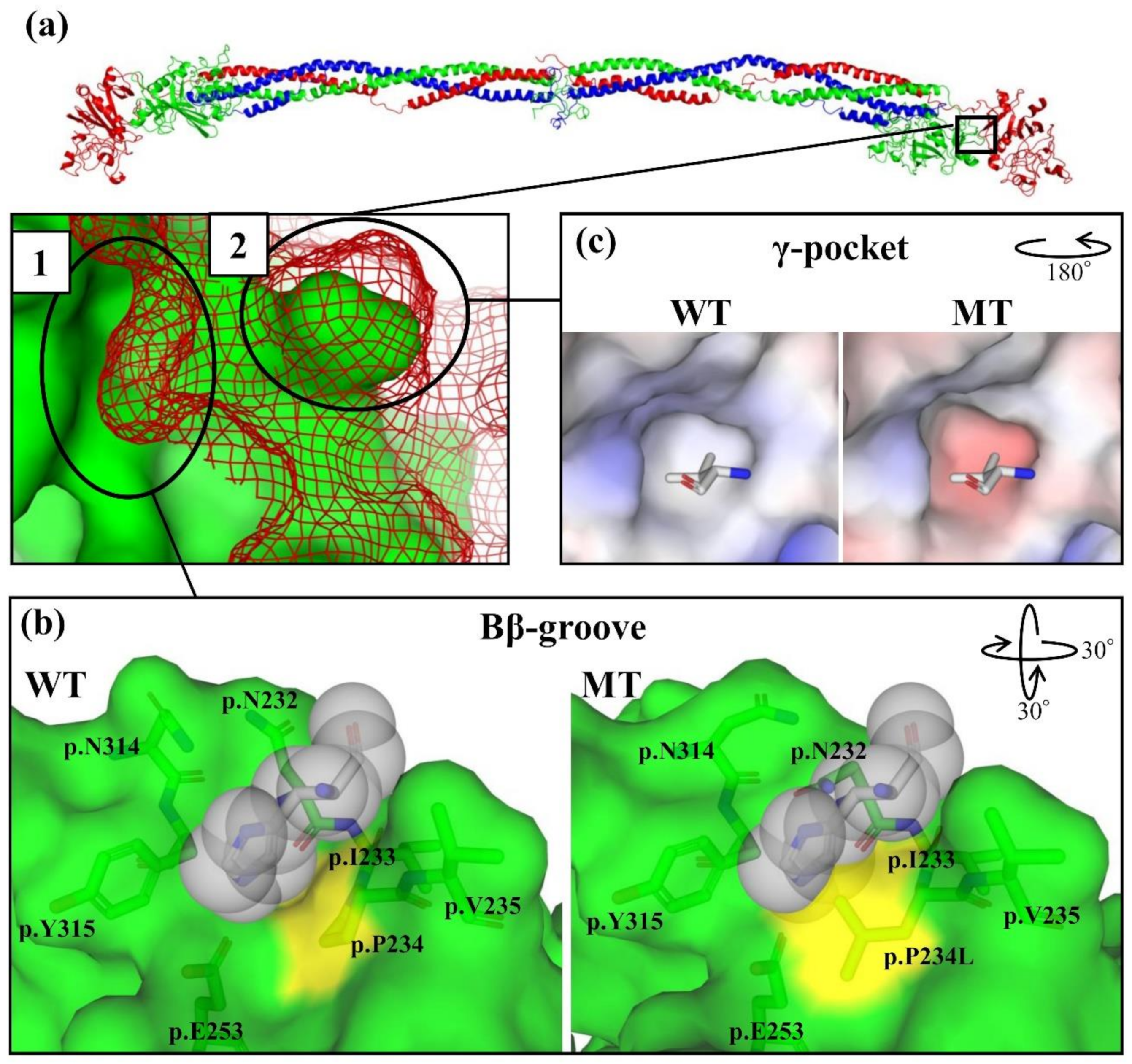 Ijms 21 09422 g006 Ijms 21 09422 g006