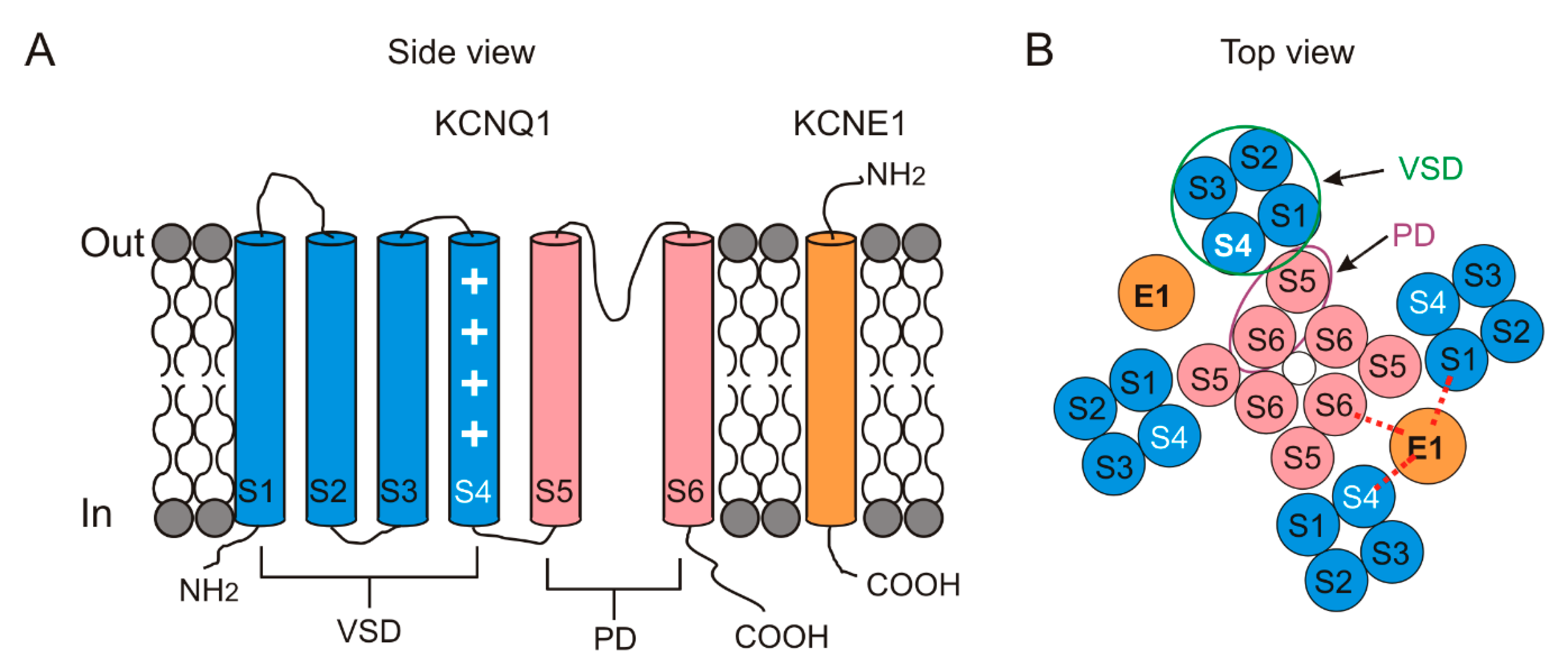 Ijms 21 09440 g002 Ijms 21 09440 g002