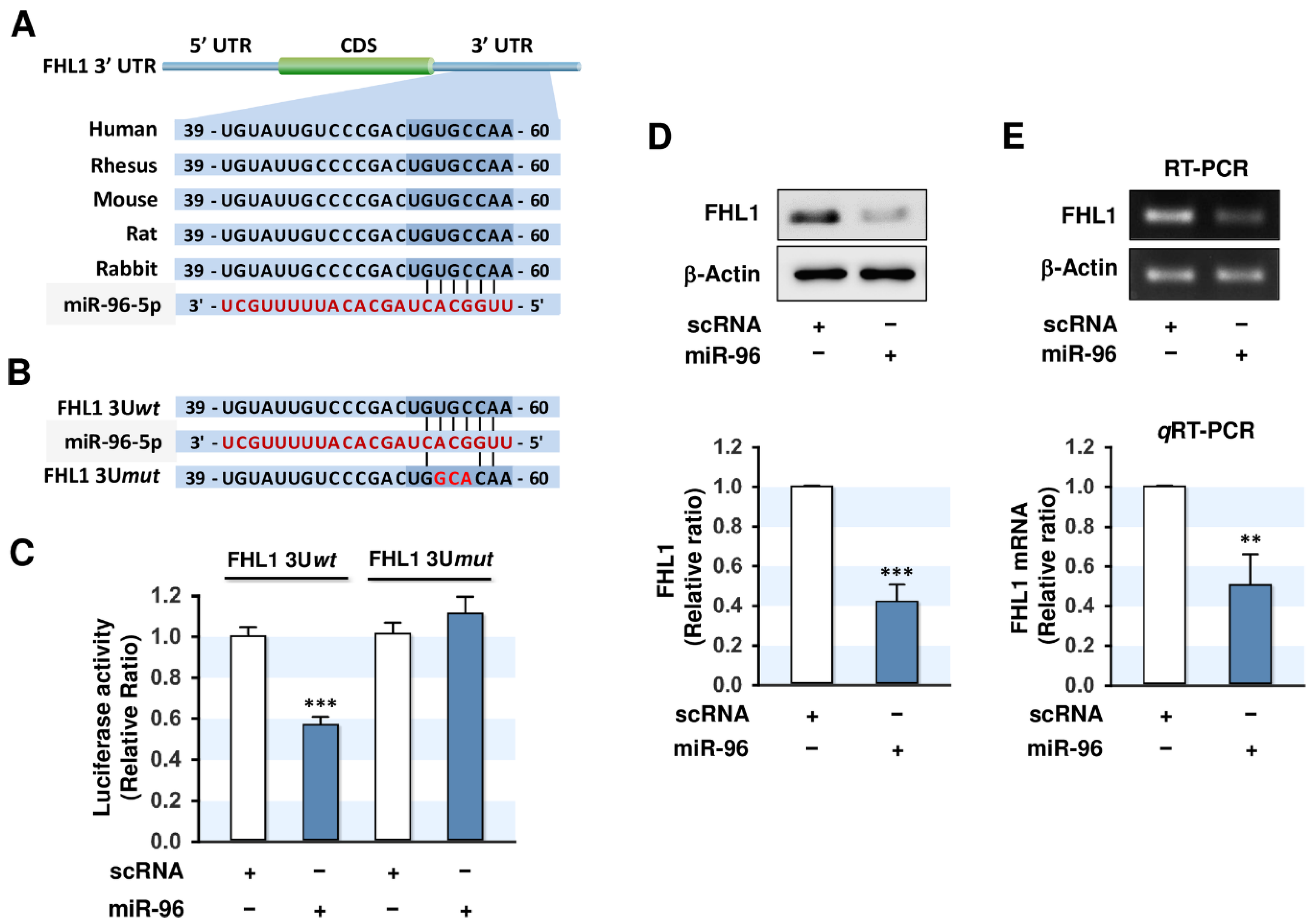 Ijms 21 09445 g003 Ijms 21 09445 g003