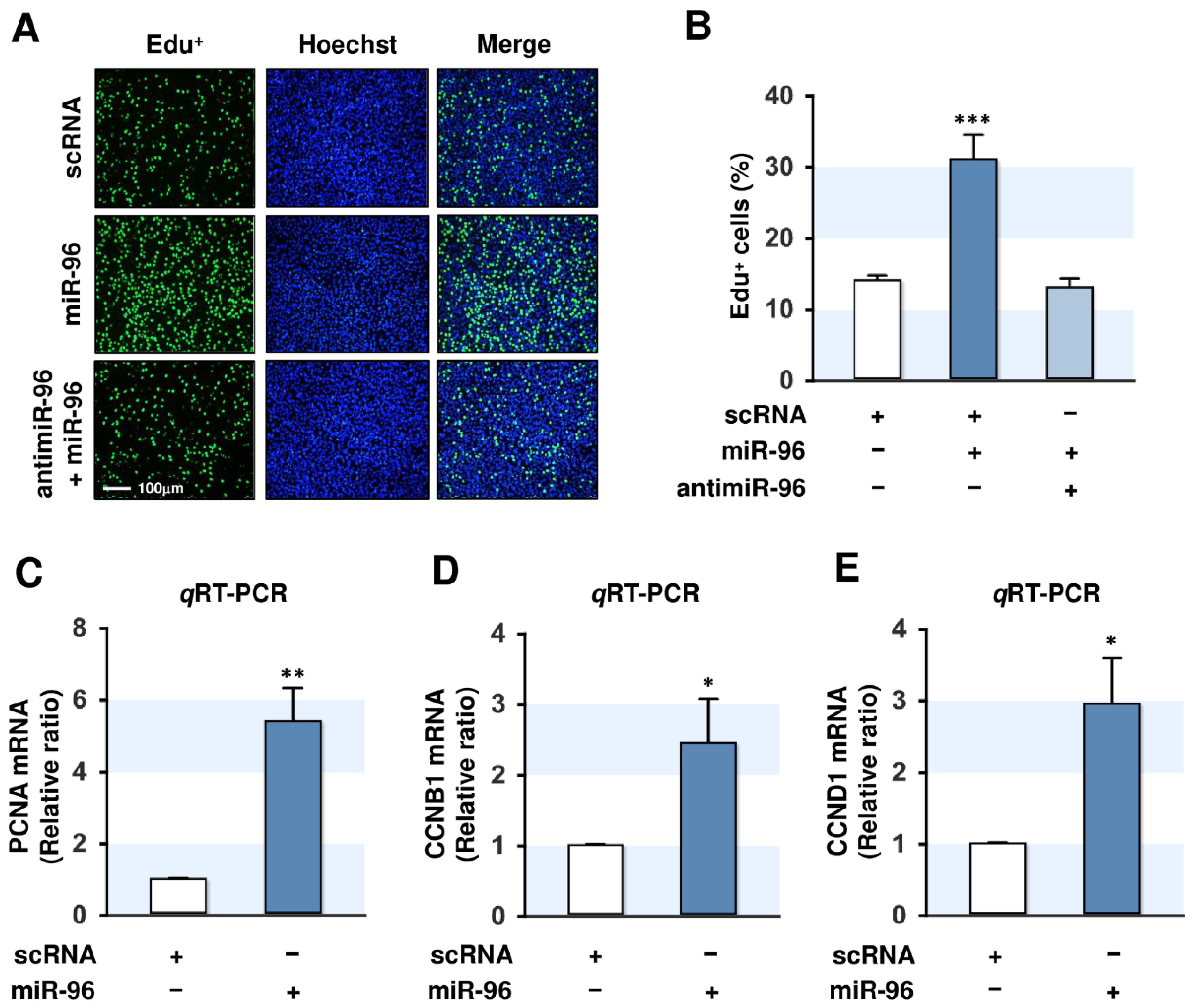 Ijms 21 09445 g004 Ijms 21 09445 g004