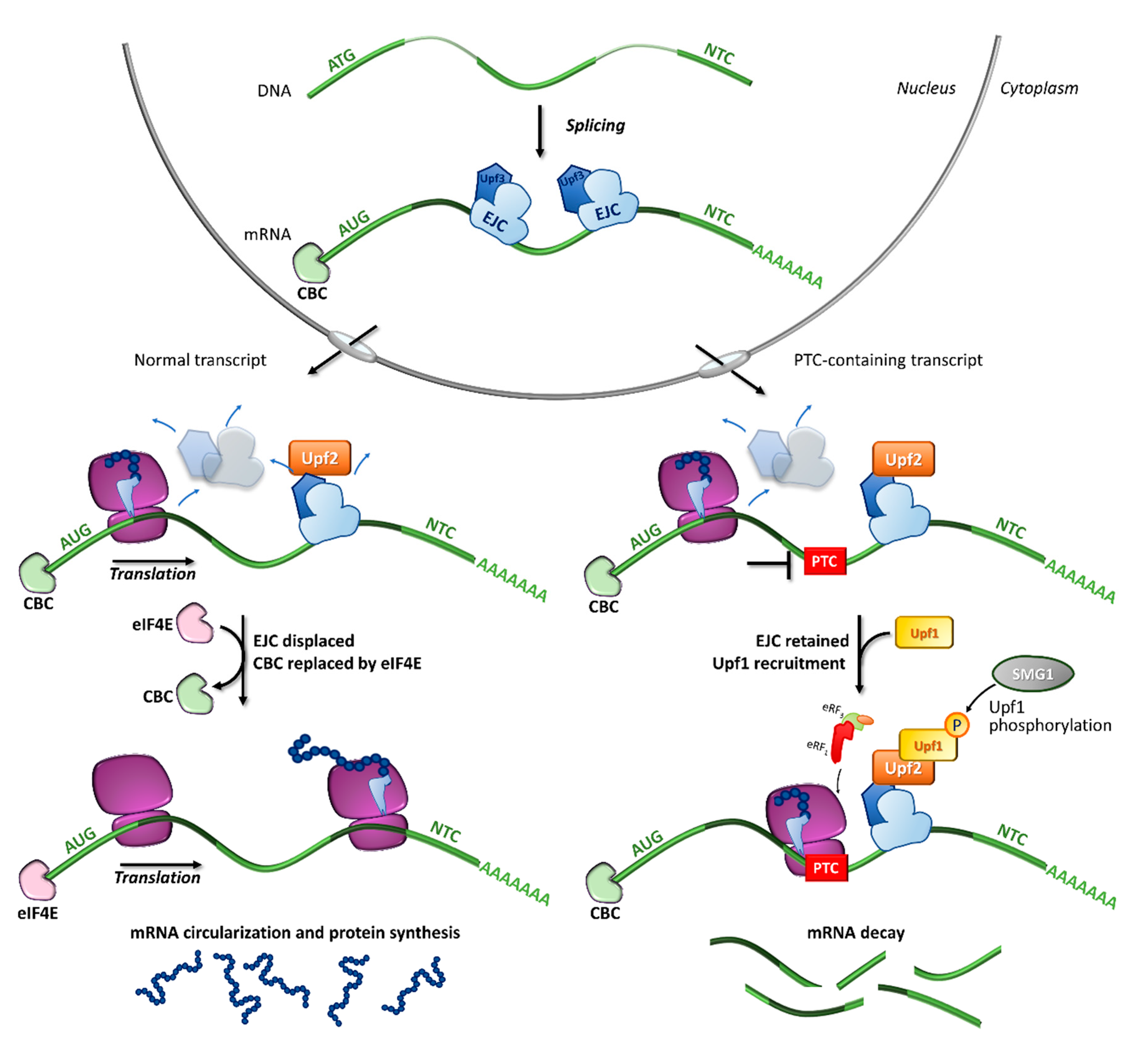 Ijms 21 09449 g002 Ijms 21 09449 g002