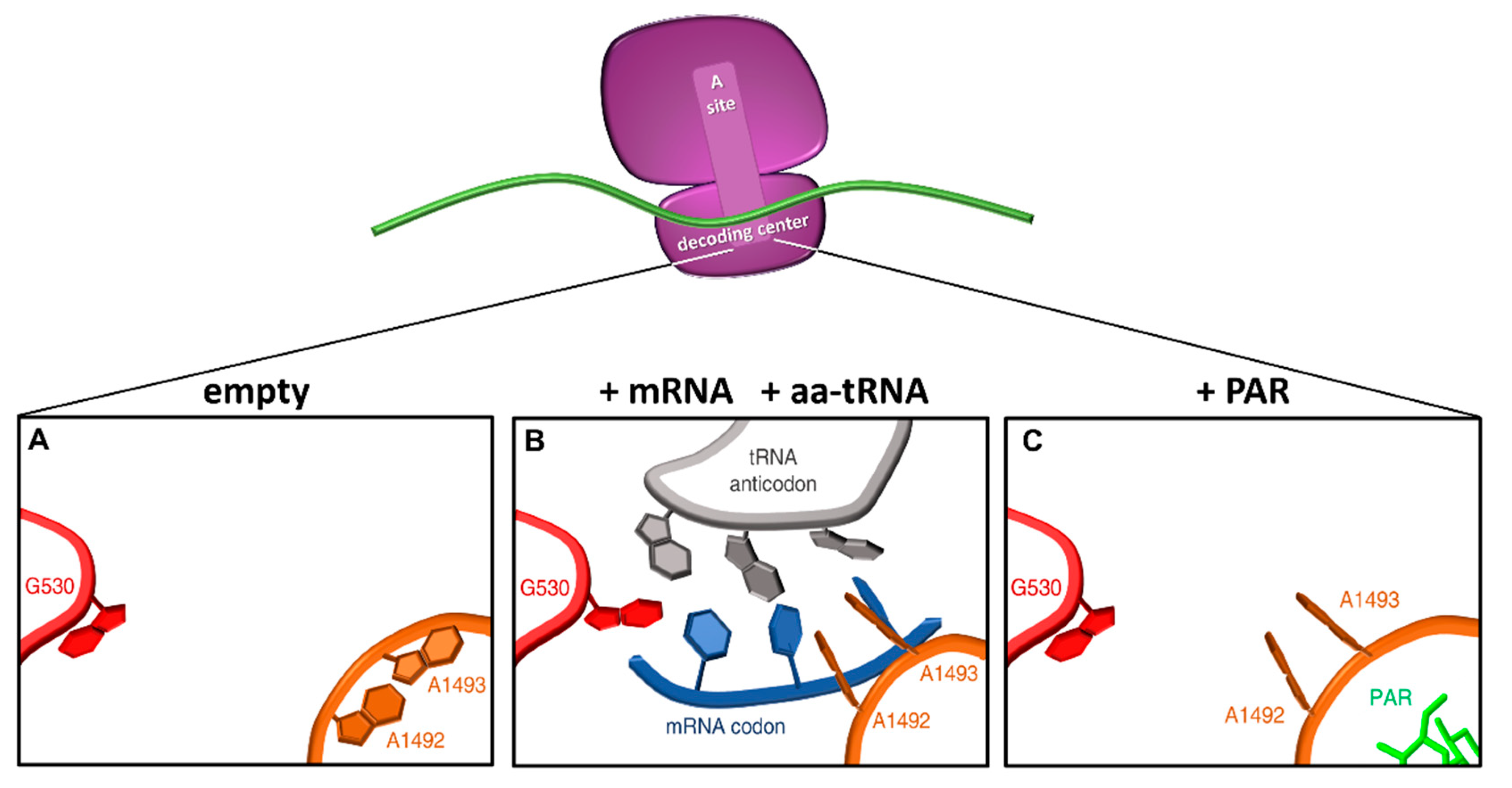 Ijms 21 09449 g004 Ijms 21 09449 g004