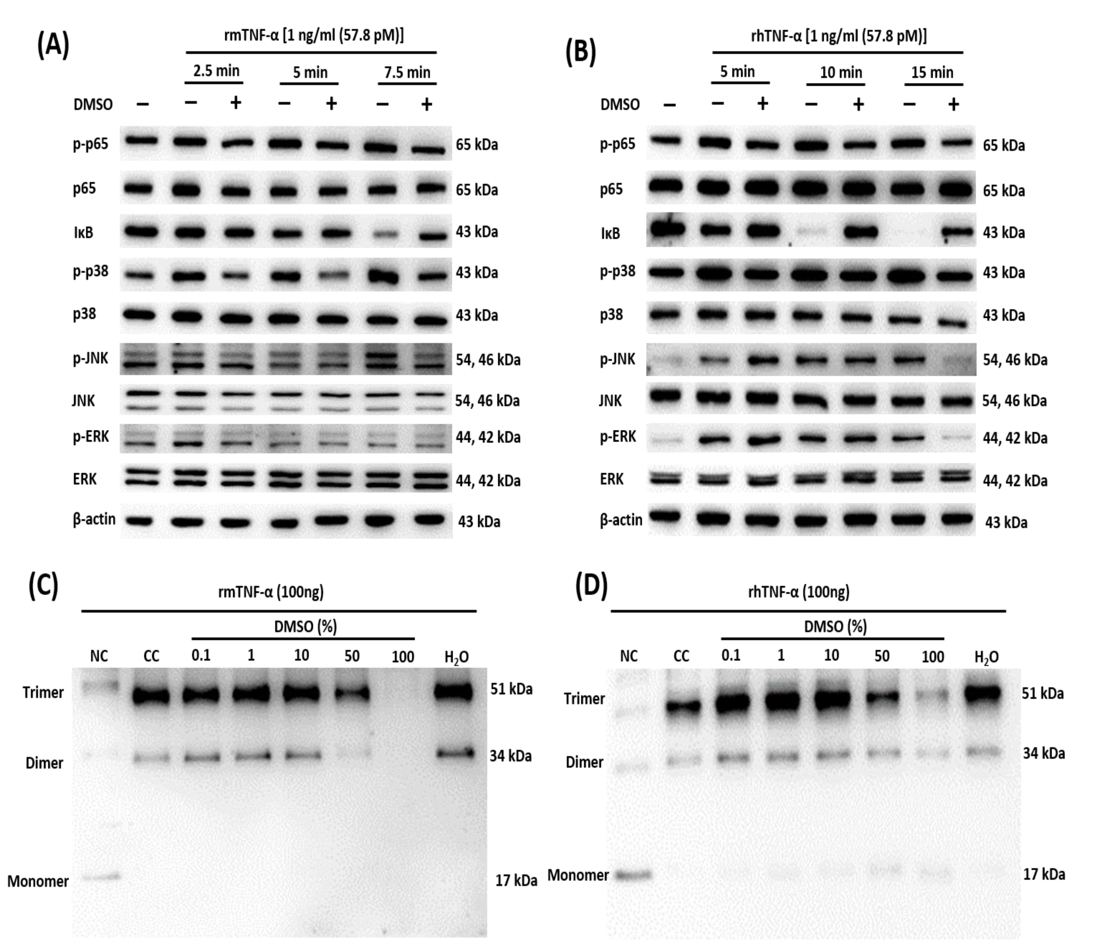 Ijms 21 09450 g003 Ijms 21 09450 g003