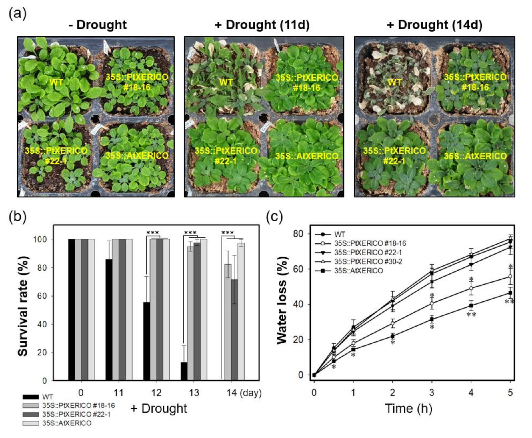 Ijms 21 09454 g004 Ijms 21 09454 g004