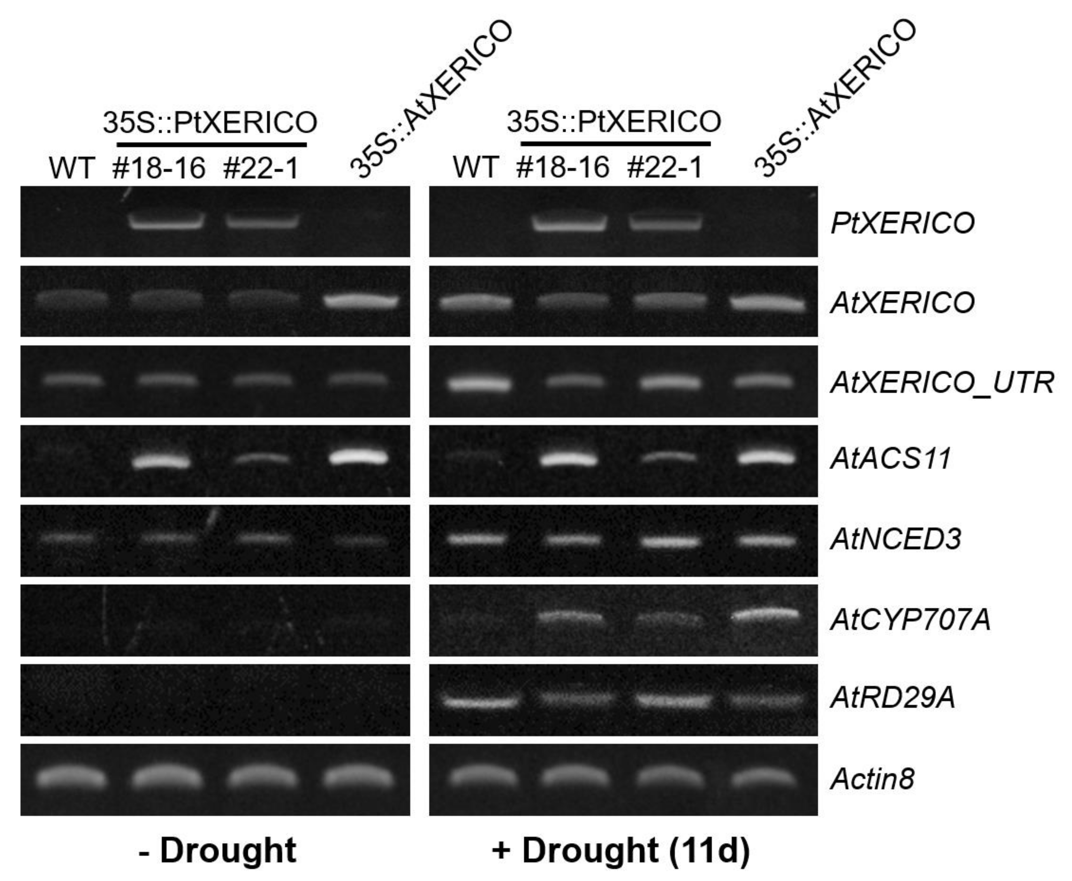 Ijms 21 09454 g005 Ijms 21 09454 g005