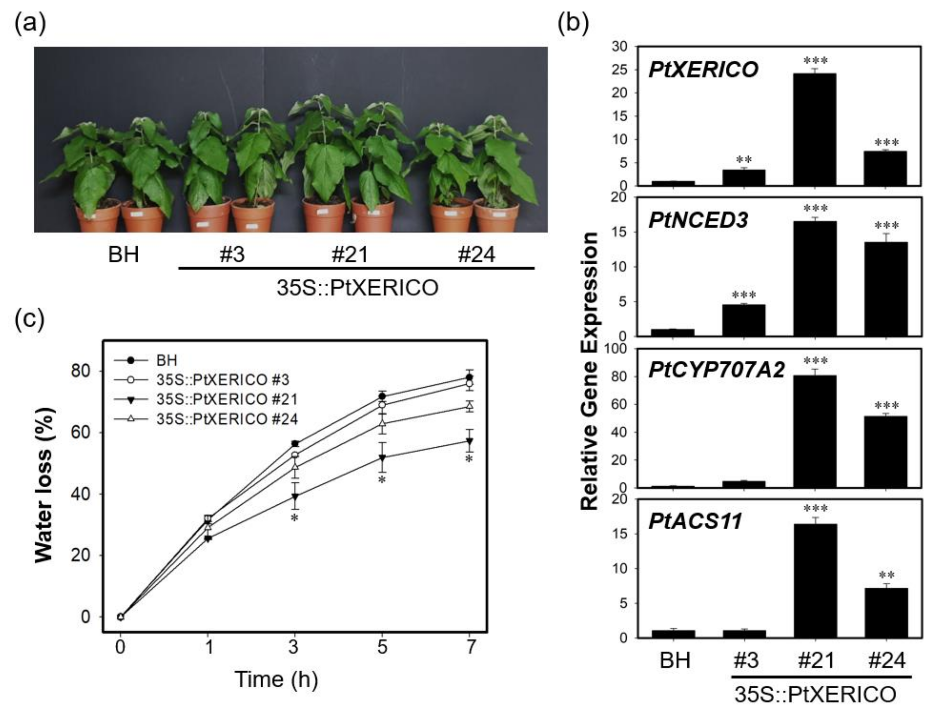 Ijms 21 09454 g006 Ijms 21 09454 g006