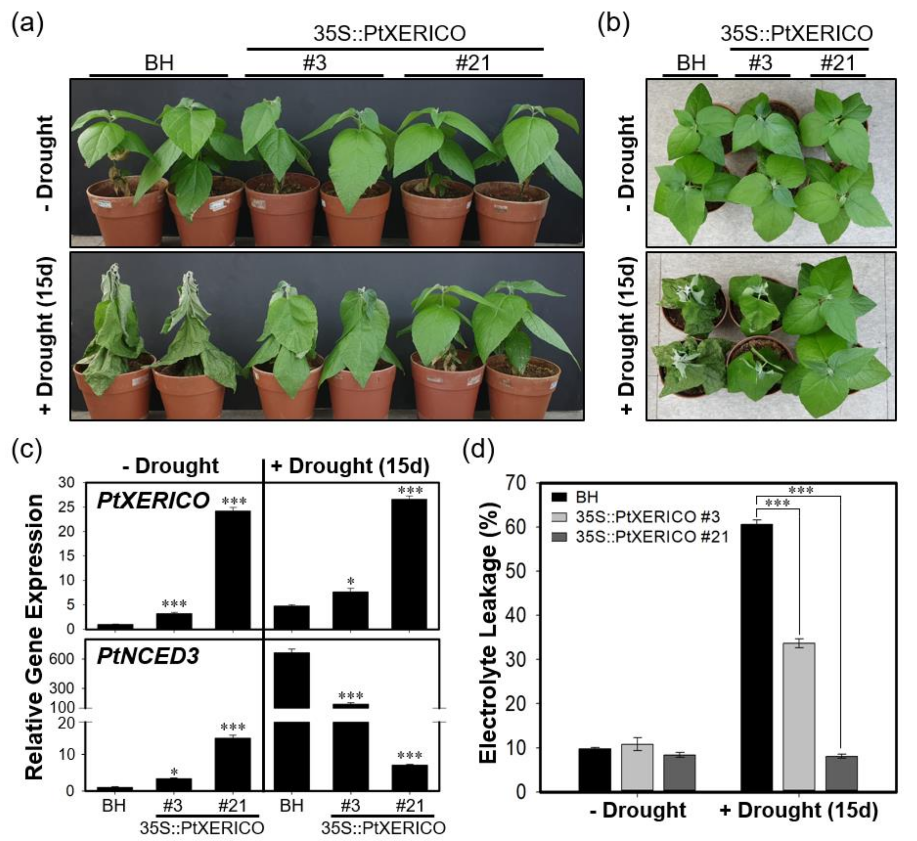Ijms 21 09454 g007 Ijms 21 09454 g007