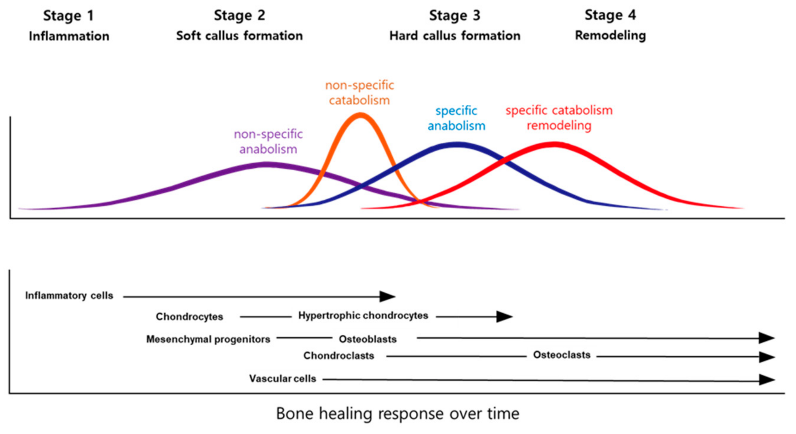 The Role of Epigenomics in Osteoporosis and Osteoporotic