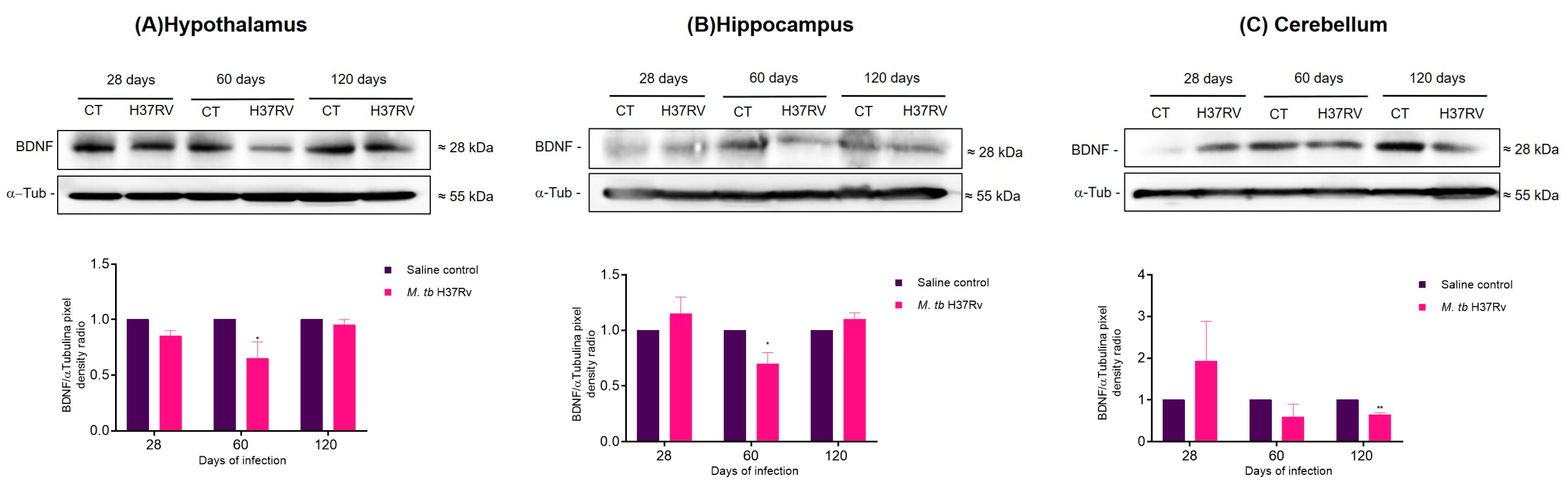 Ijms 21 09483 g006 Ijms 21 09483 g006