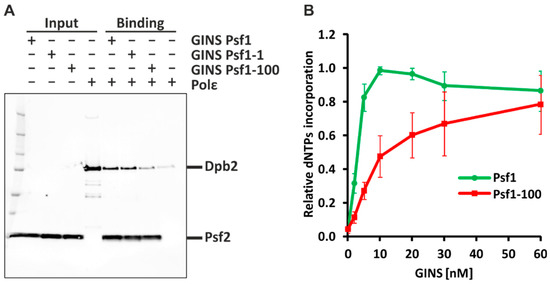 IJMS | Free Full-Text | Recombination and Pol ζ Rescue Defective 