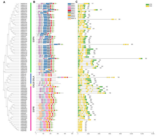 Genome-Wide Identification of the Expansin Gene Family and Its ...