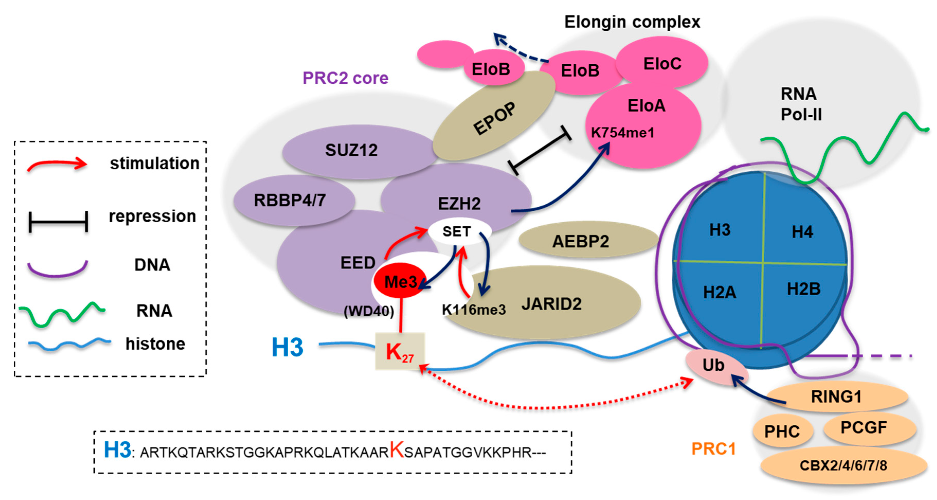 Noncanonical Functions of the Polycomb Group Protein EZH2 in Breast Cancer  - ScienceDirect