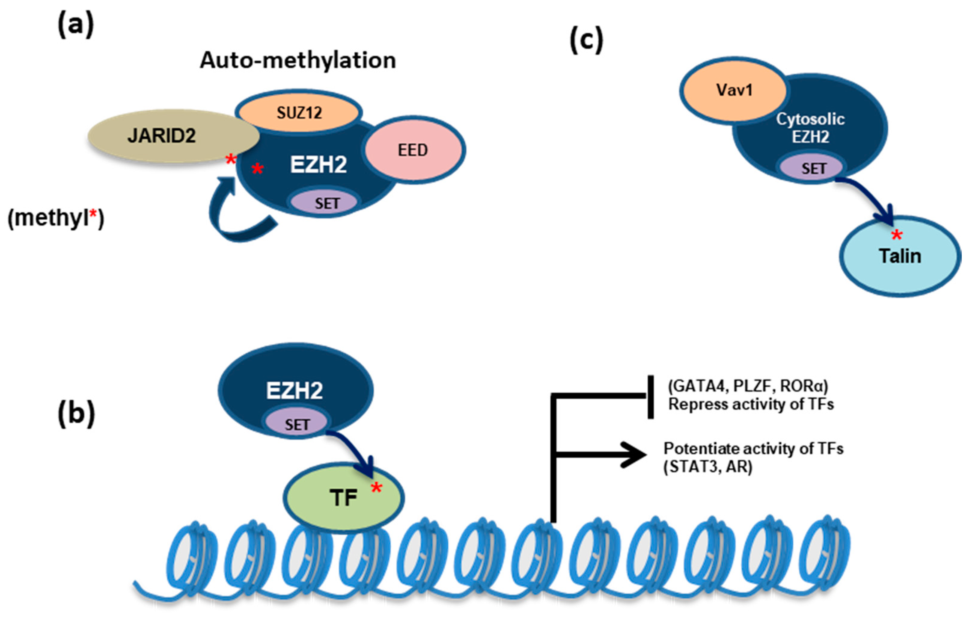 Noncanonical Functions of the Polycomb Group Protein EZH2 in Breast Cancer  - ScienceDirect