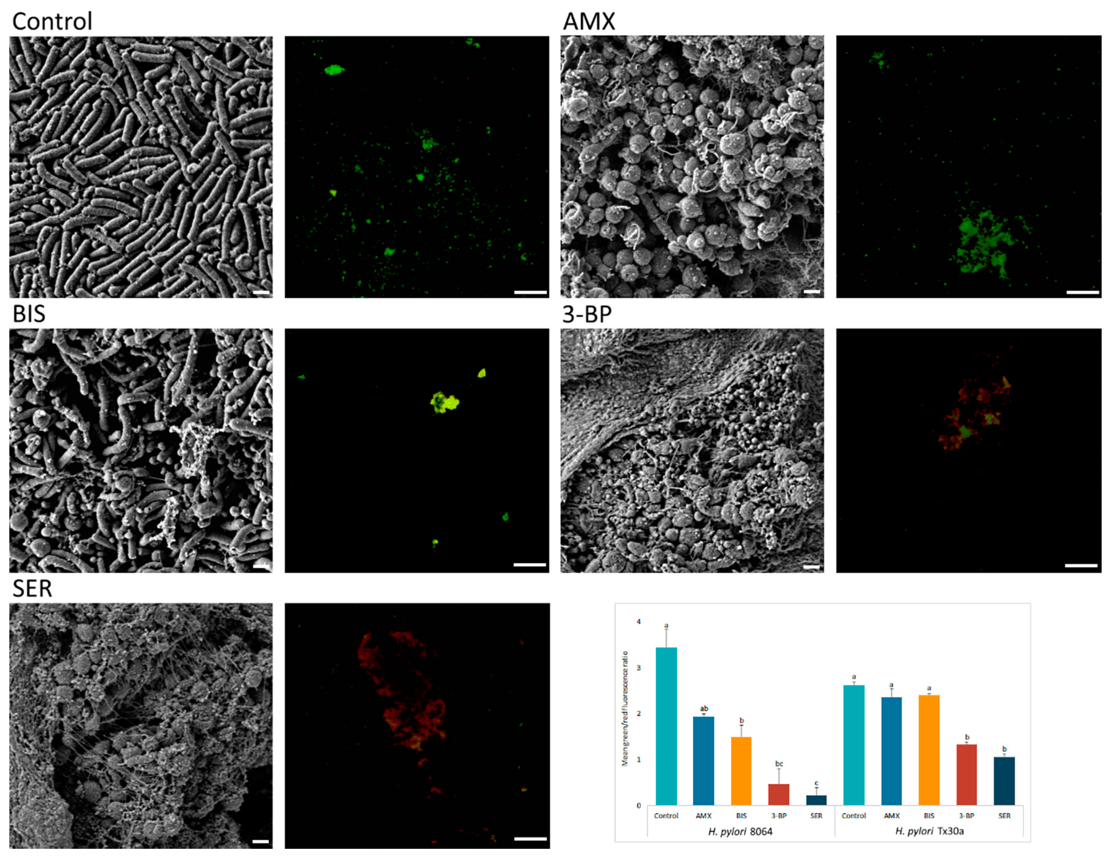 Ijms 21 09507 g005 Ijms 21 09507 g005