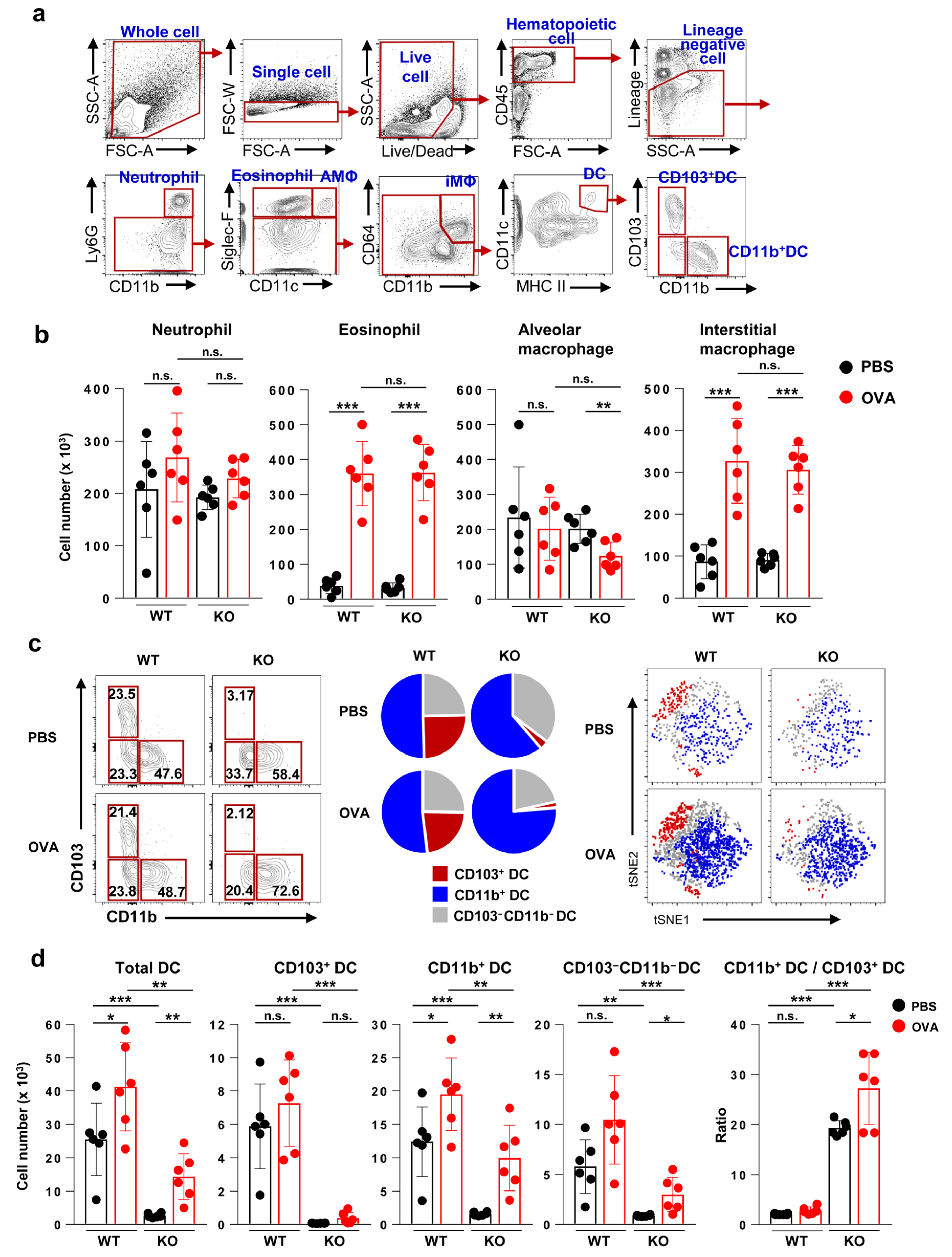Ijms Free Full Text Fms Like Tyrosine Kinase 3 Independent Dendritic Cells Are Major Mediators Of Th2 Immune Responses In Allergen Induced Asthmatic Mice Html Ijms Free Full Text Fms Like Tyrosine Kinase 3 Independent Dendritic Cells Are Major Mediators Of Th2 Immune Responses In Allergen Induced Asthmatic Mice Html
