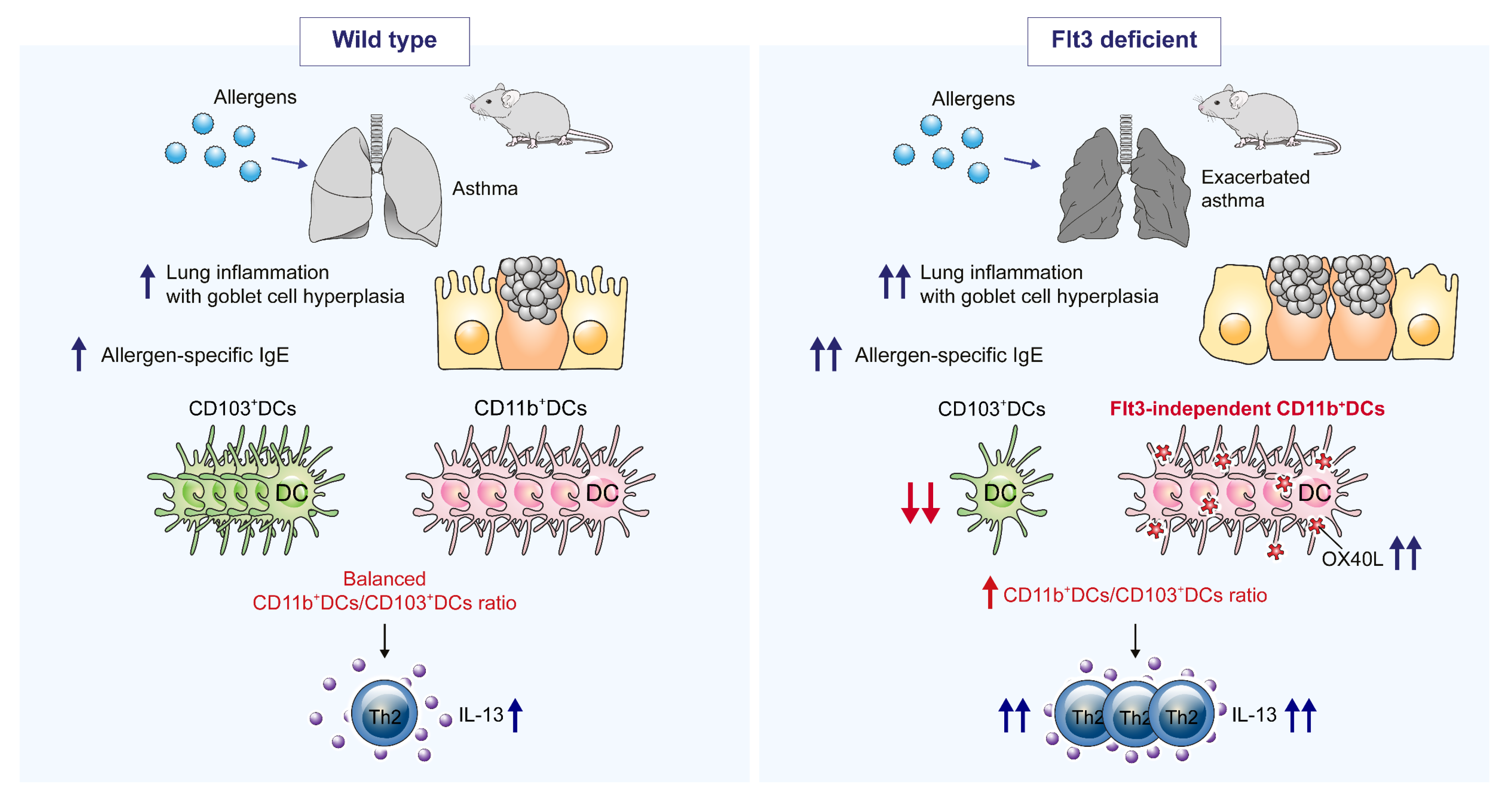Ijms Free Full Text Fms Like Tyrosine Kinase 3 Independent Dendritic Cells Are Major Mediators Of Th2 Immune Responses In Allergen Induced Asthmatic Mice Html Ijms Free Full Text Fms Like Tyrosine Kinase 3 Independent Dendritic Cells Are Major Mediators Of Th2 Immune Responses In Allergen Induced Asthmatic Mice Html