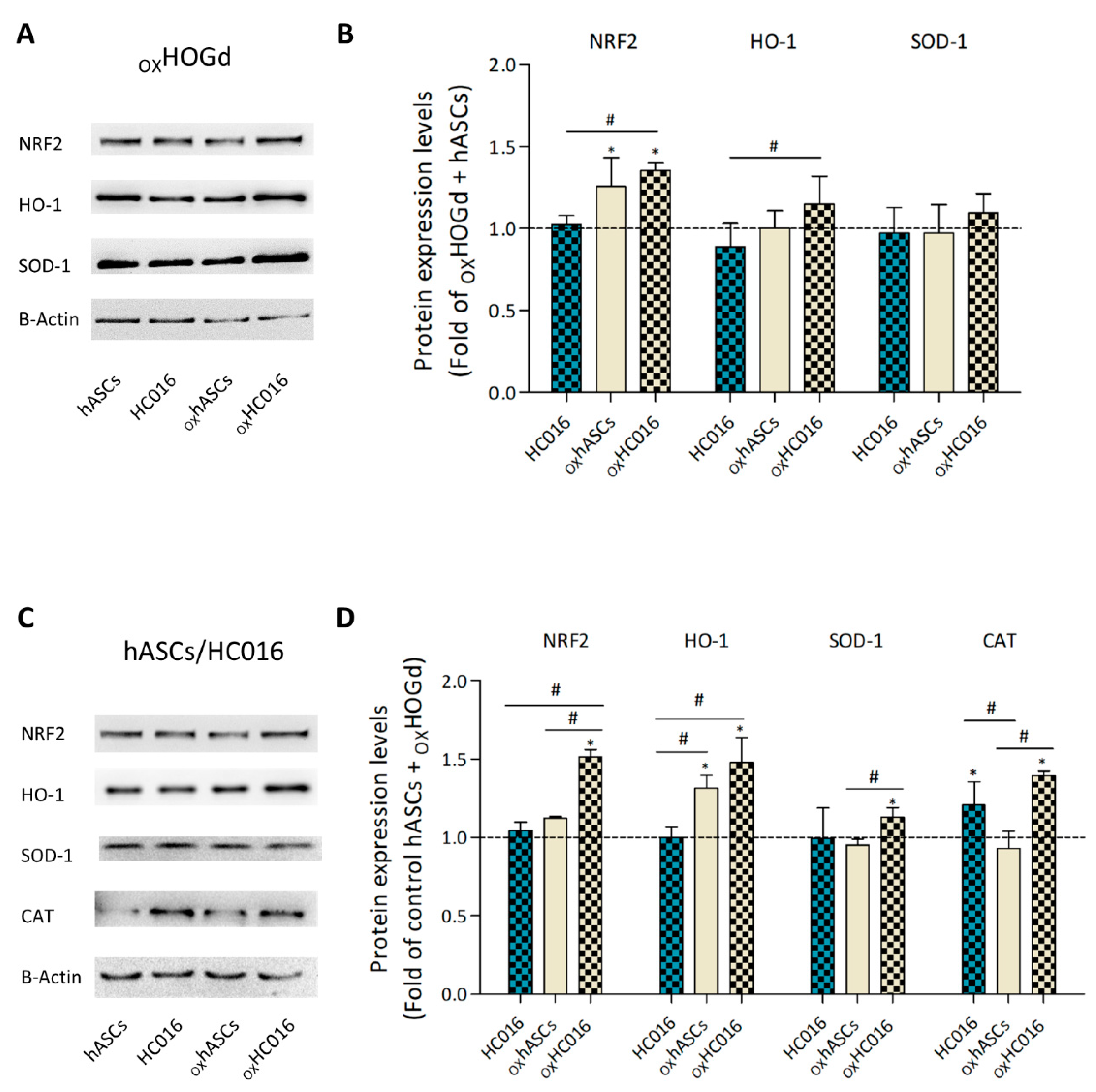 Ijms 21 09513 g004 Ijms 21 09513 g004