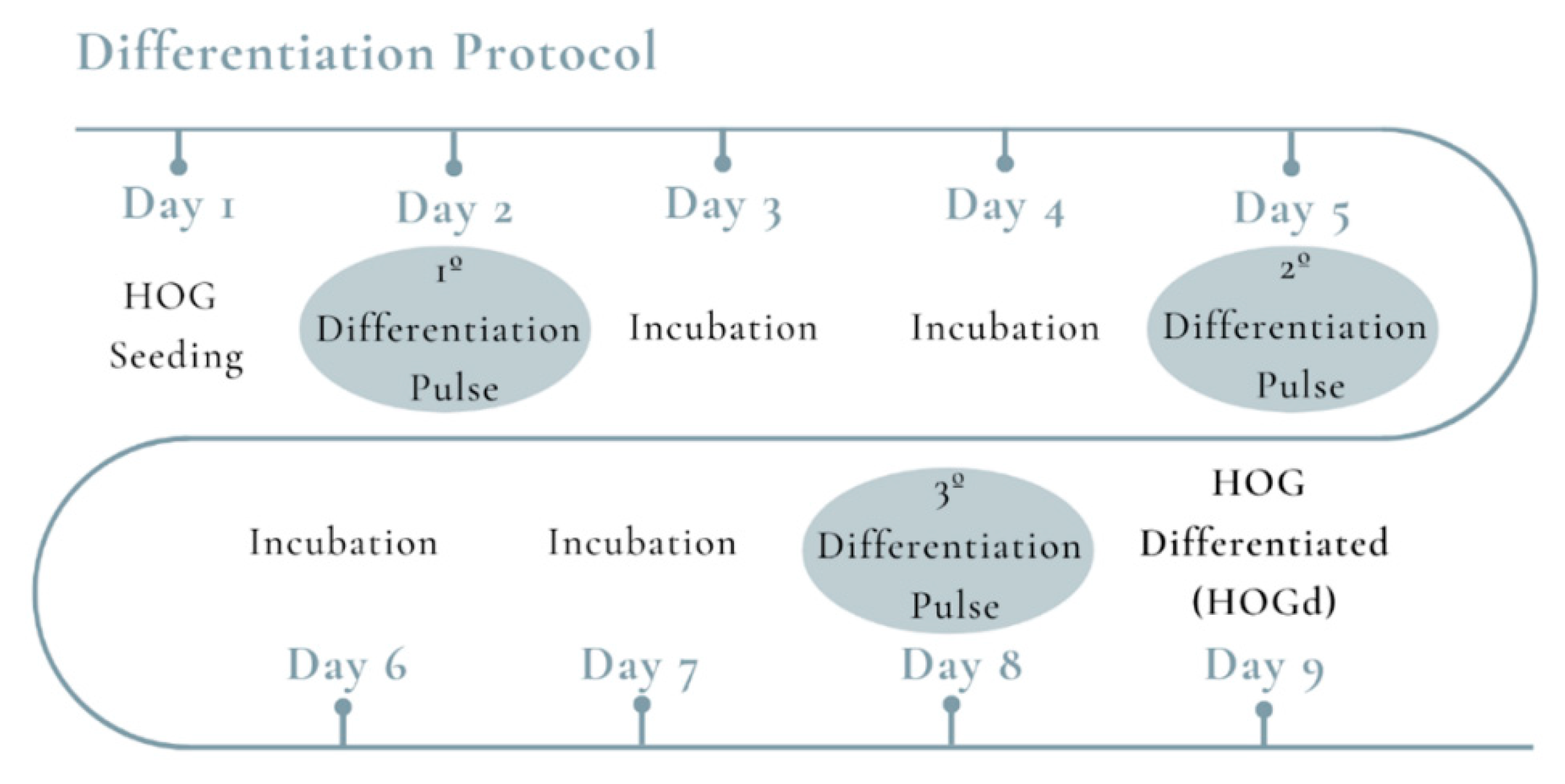 Ijms 21 09513 g005 Ijms 21 09513 g005