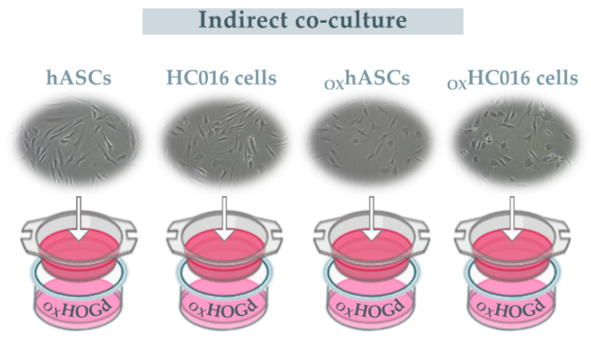 Ijms 21 09513 g006b Ijms 21 09513 g006b