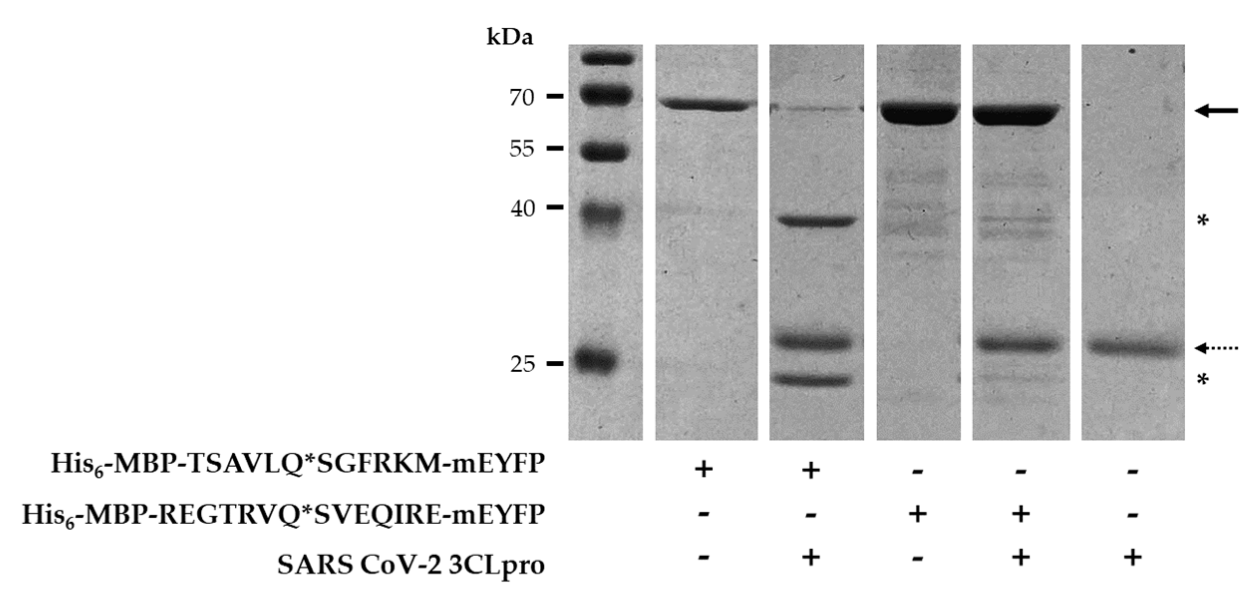 Ijms 21 09523 g008 Ijms 21 09523 g008