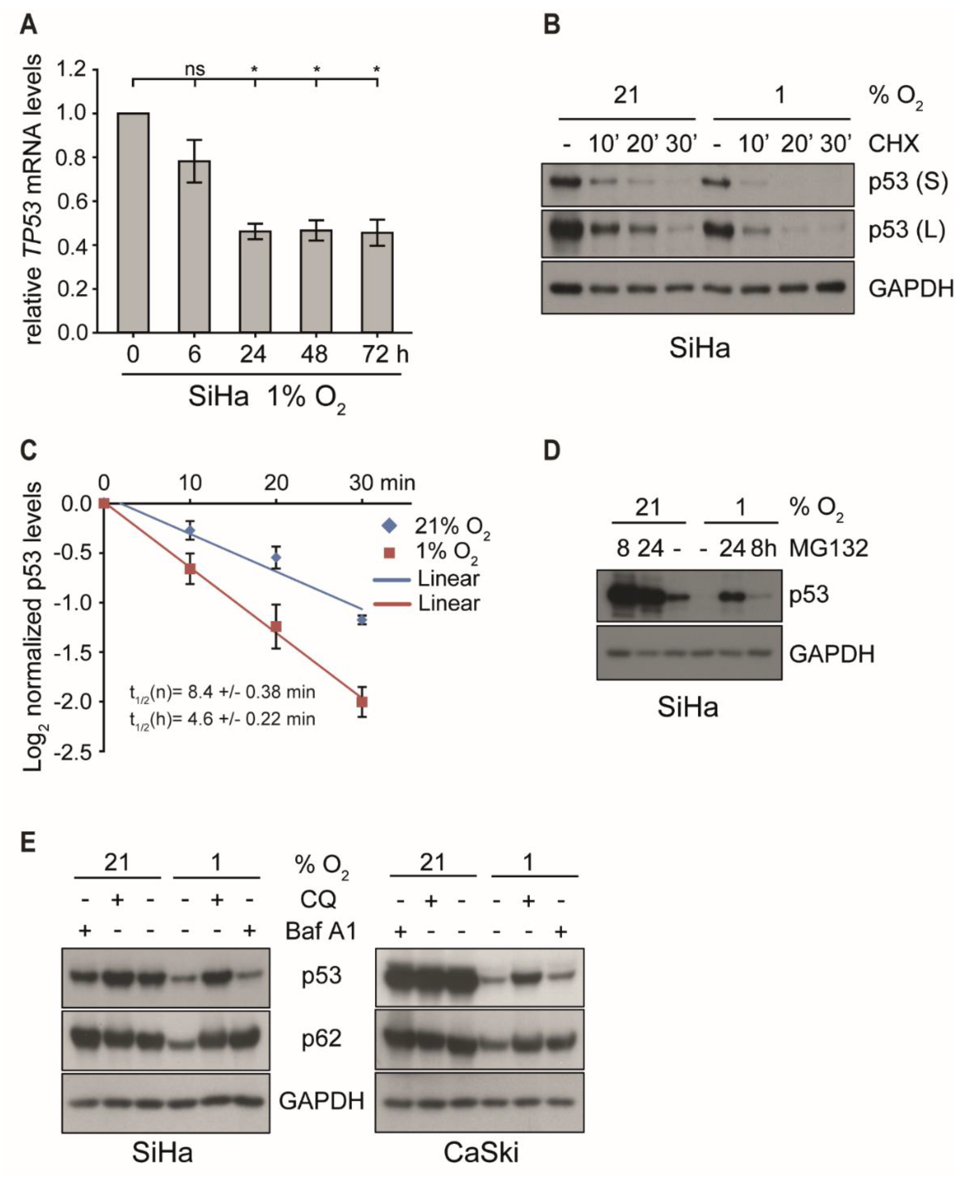 Ijms 21 09533 g002 Ijms 21 09533 g002