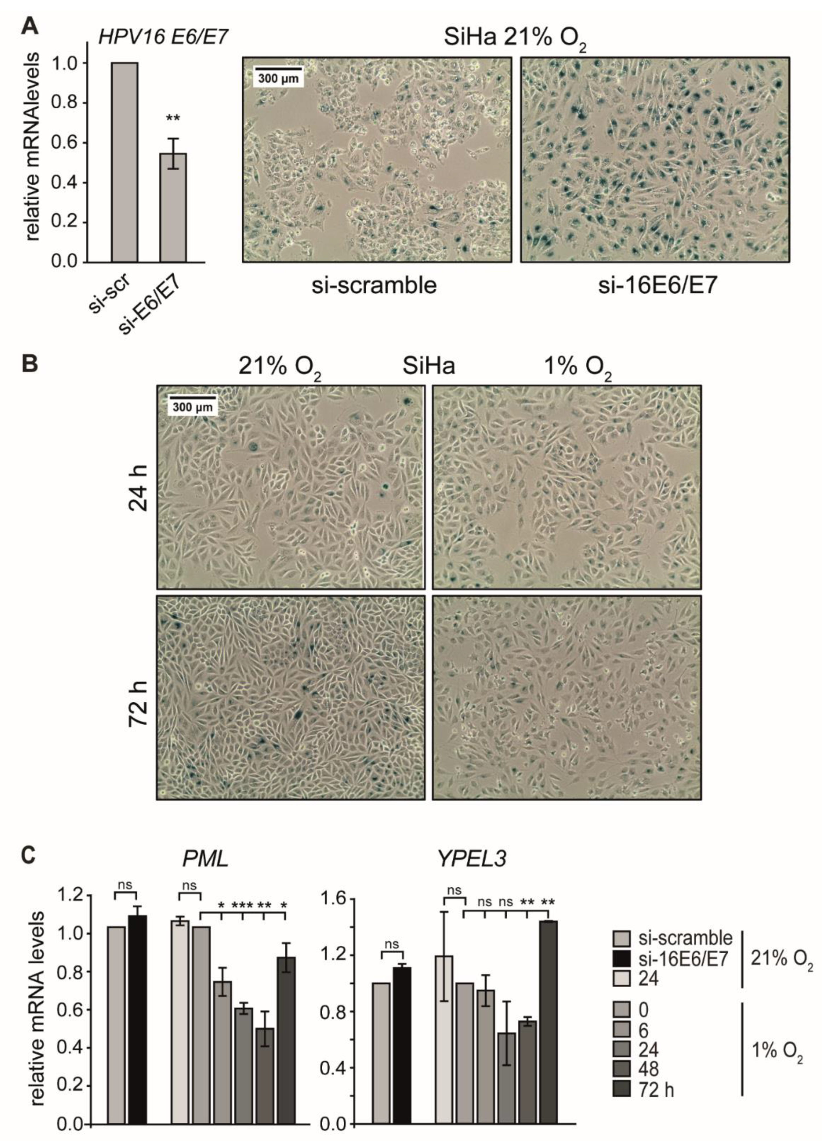 Ijms 21 09533 g003 Ijms 21 09533 g003