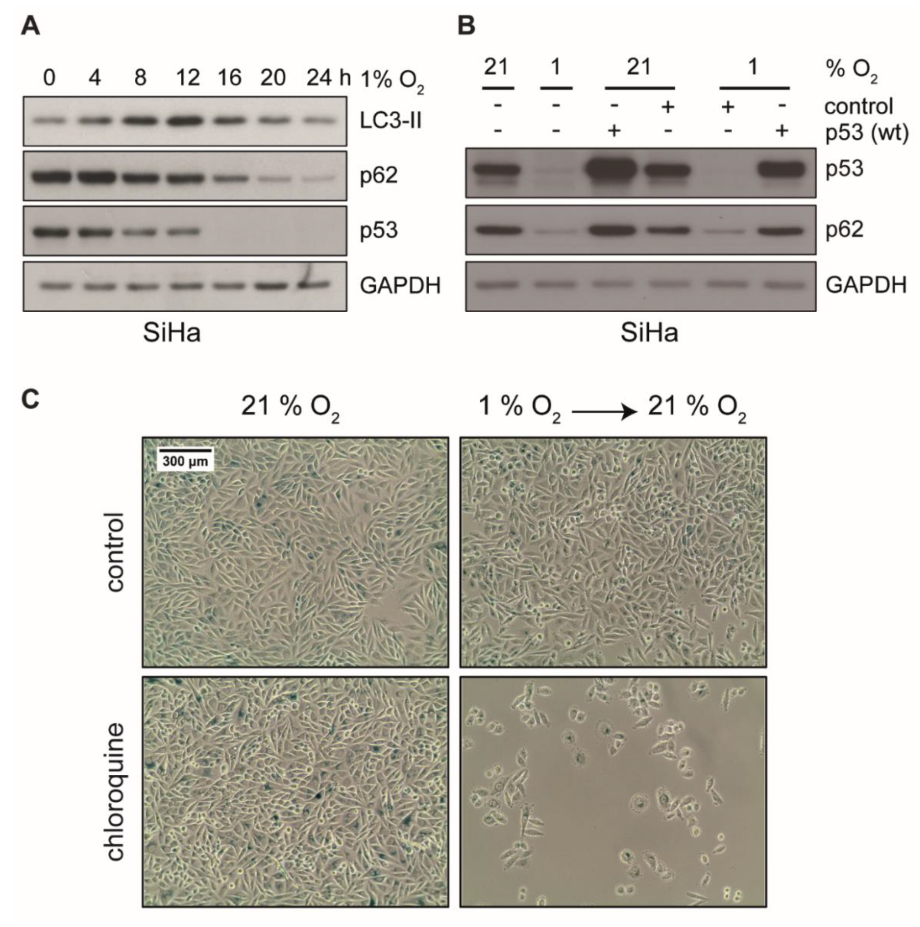 Ijms 21 09533 g005 Ijms 21 09533 g005