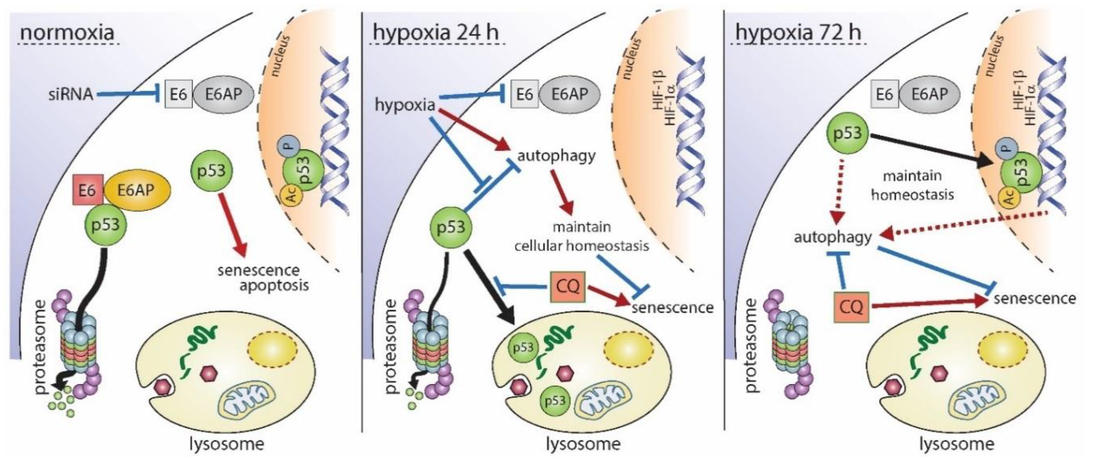 Ijms 21 09533 g006 Ijms 21 09533 g006