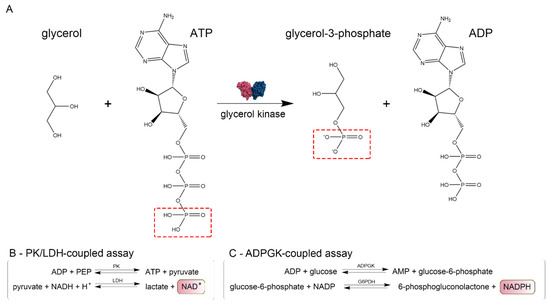 Ijms Free Full Text Structural Characterization Of Glycerol Kinase From The Thermophilic Fungus Chaetomium Thermophilum Html