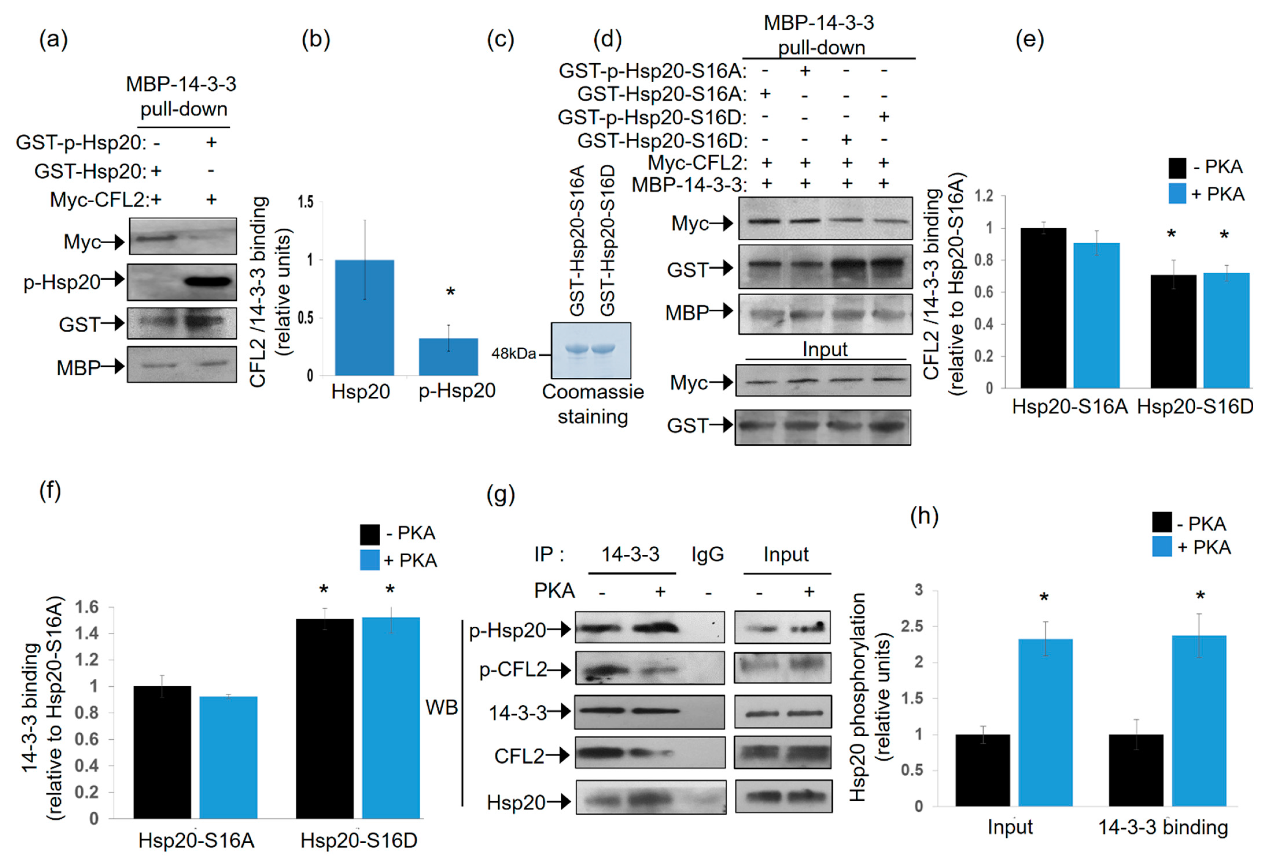 Ijms 21 09572 g003 Ijms 21 09572 g003