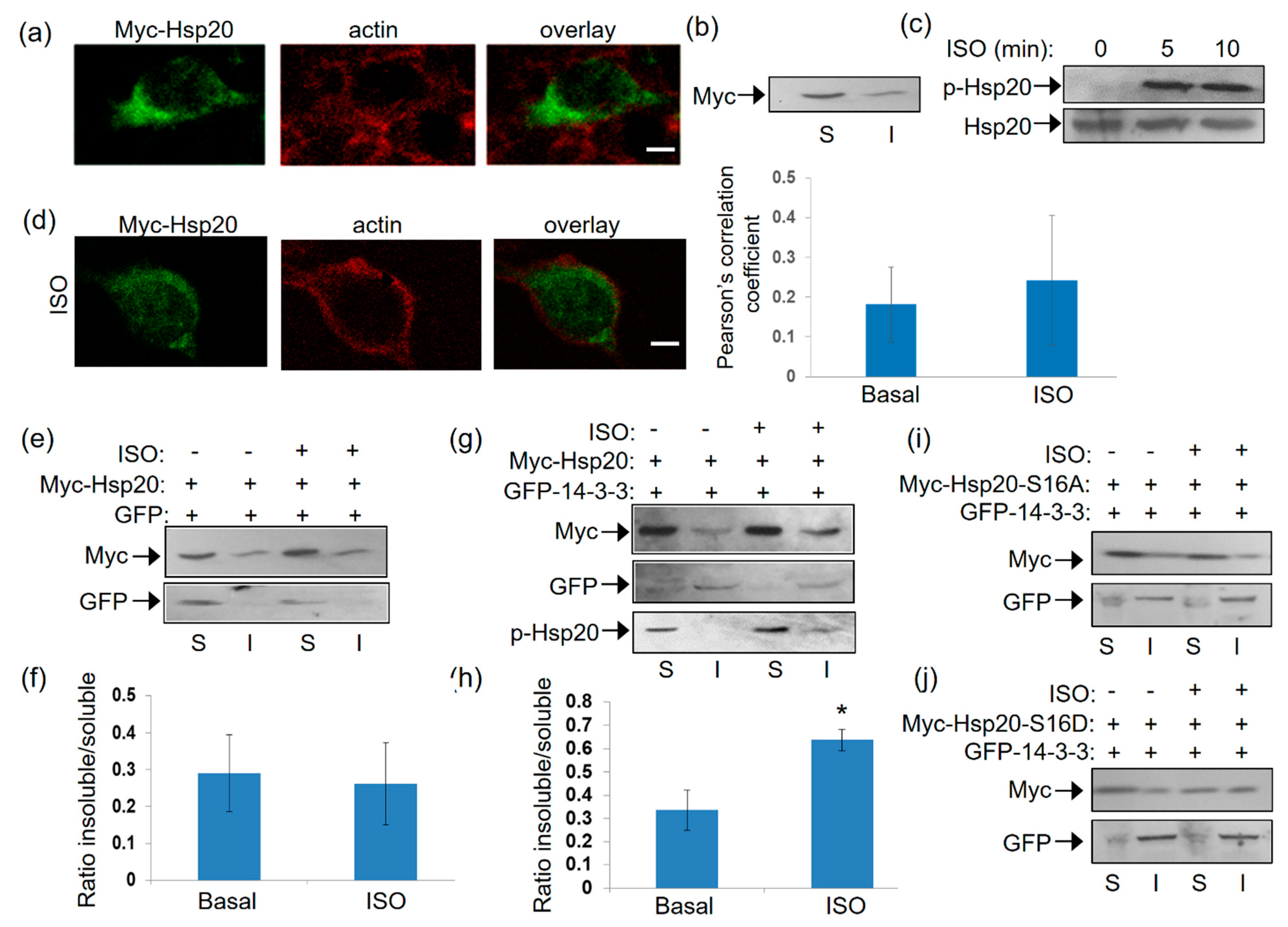 Ijms 21 09572 g004 Ijms 21 09572 g004