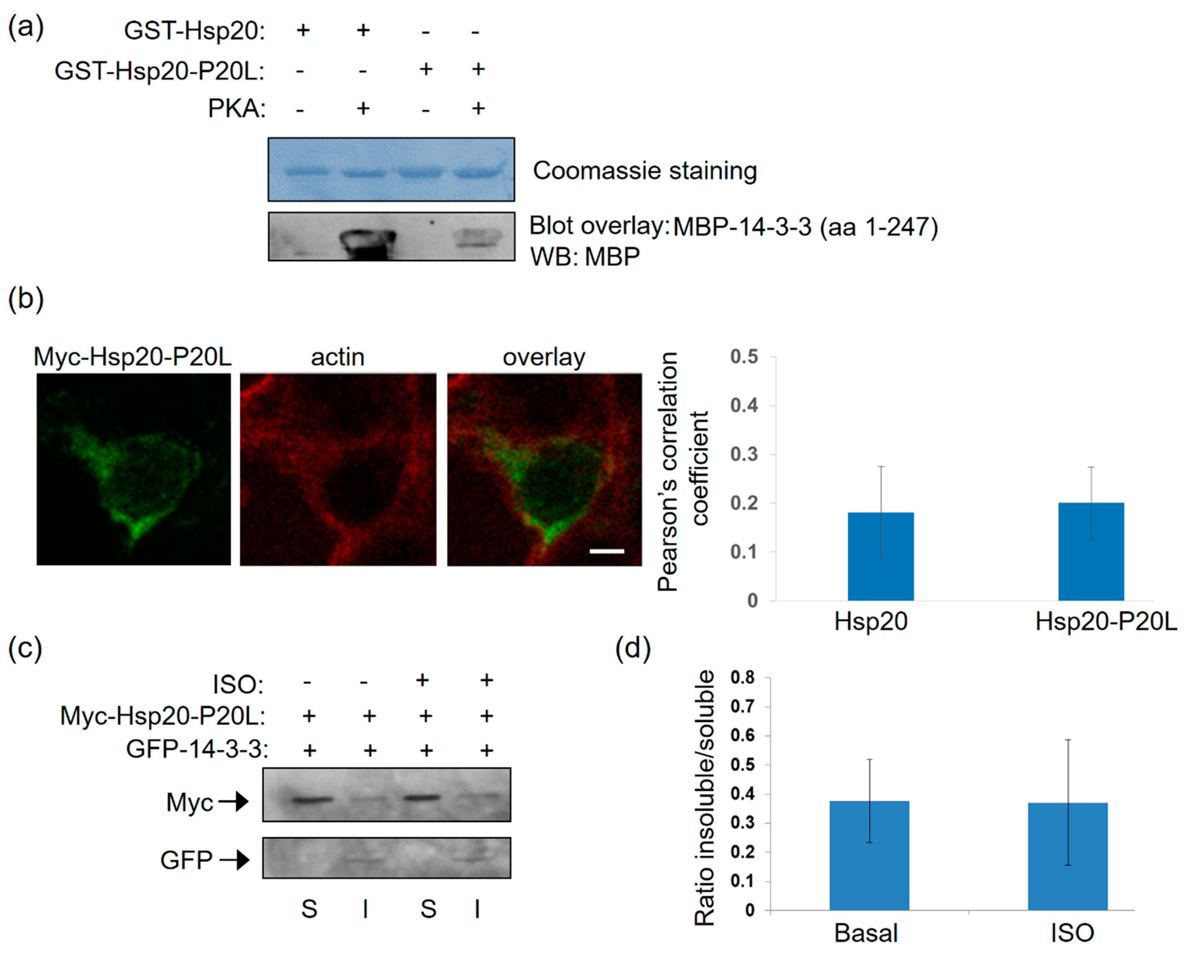 Ijms 21 09572 g005 Ijms 21 09572 g005