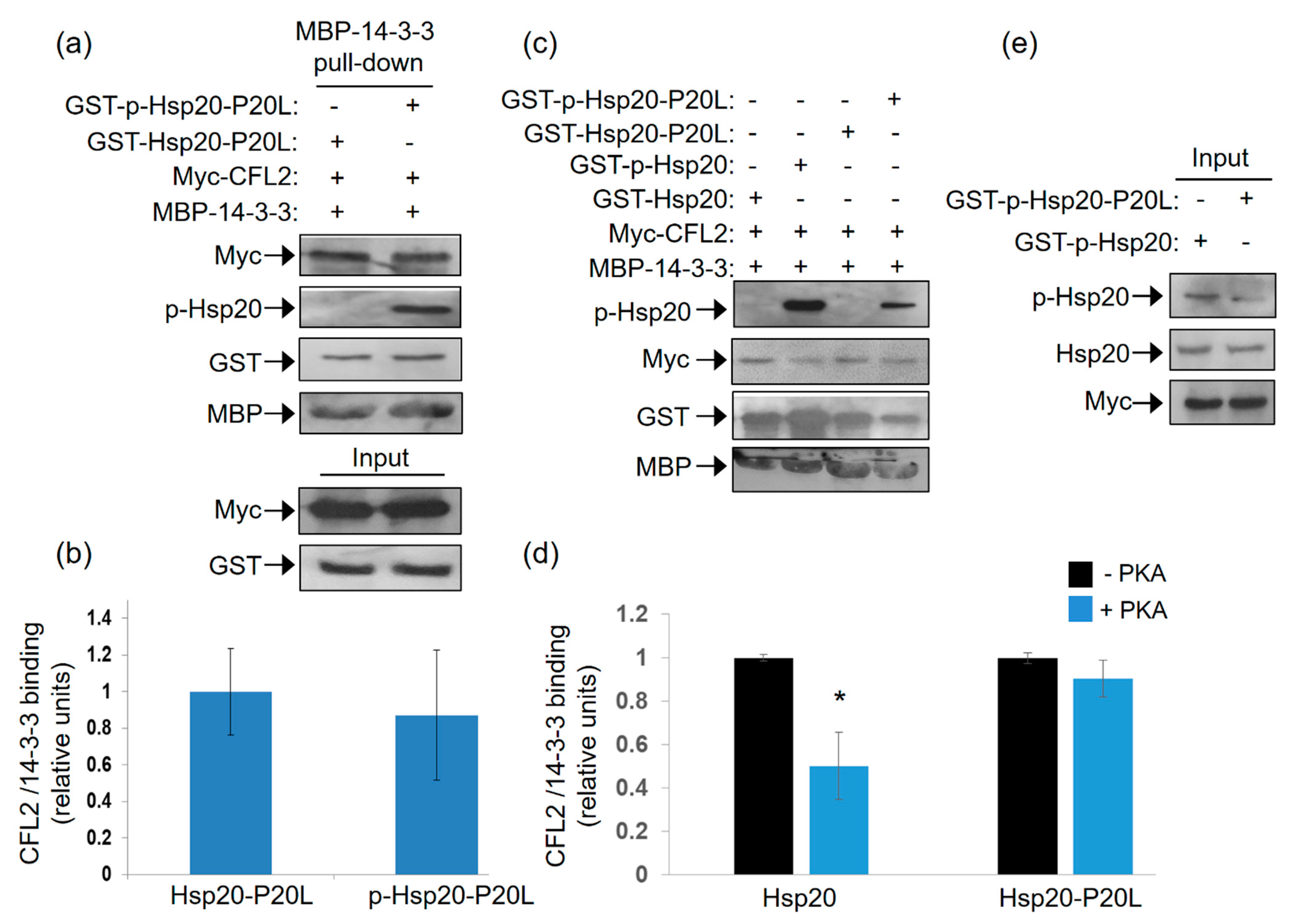 Ijms 21 09572 g006 Ijms 21 09572 g006