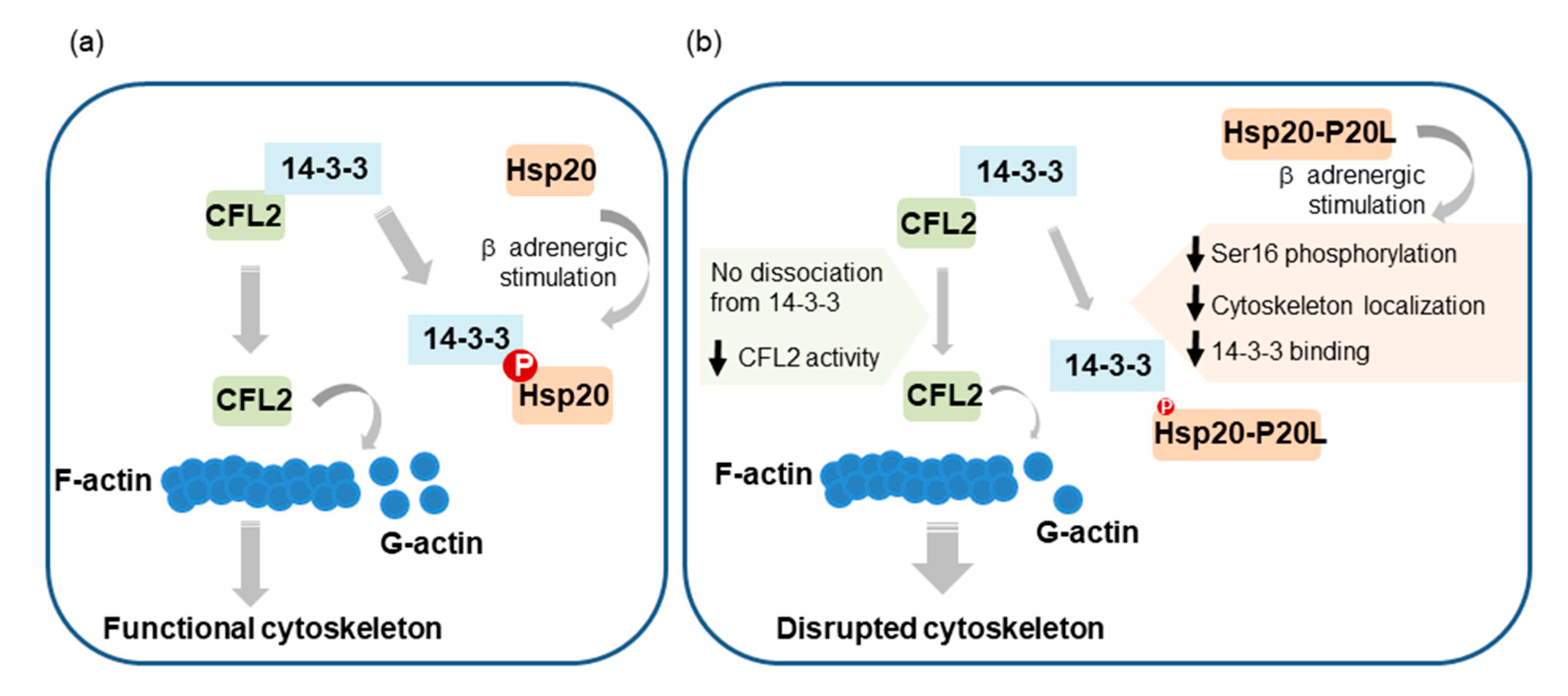 Ijms 21 09572 g008 Ijms 21 09572 g008