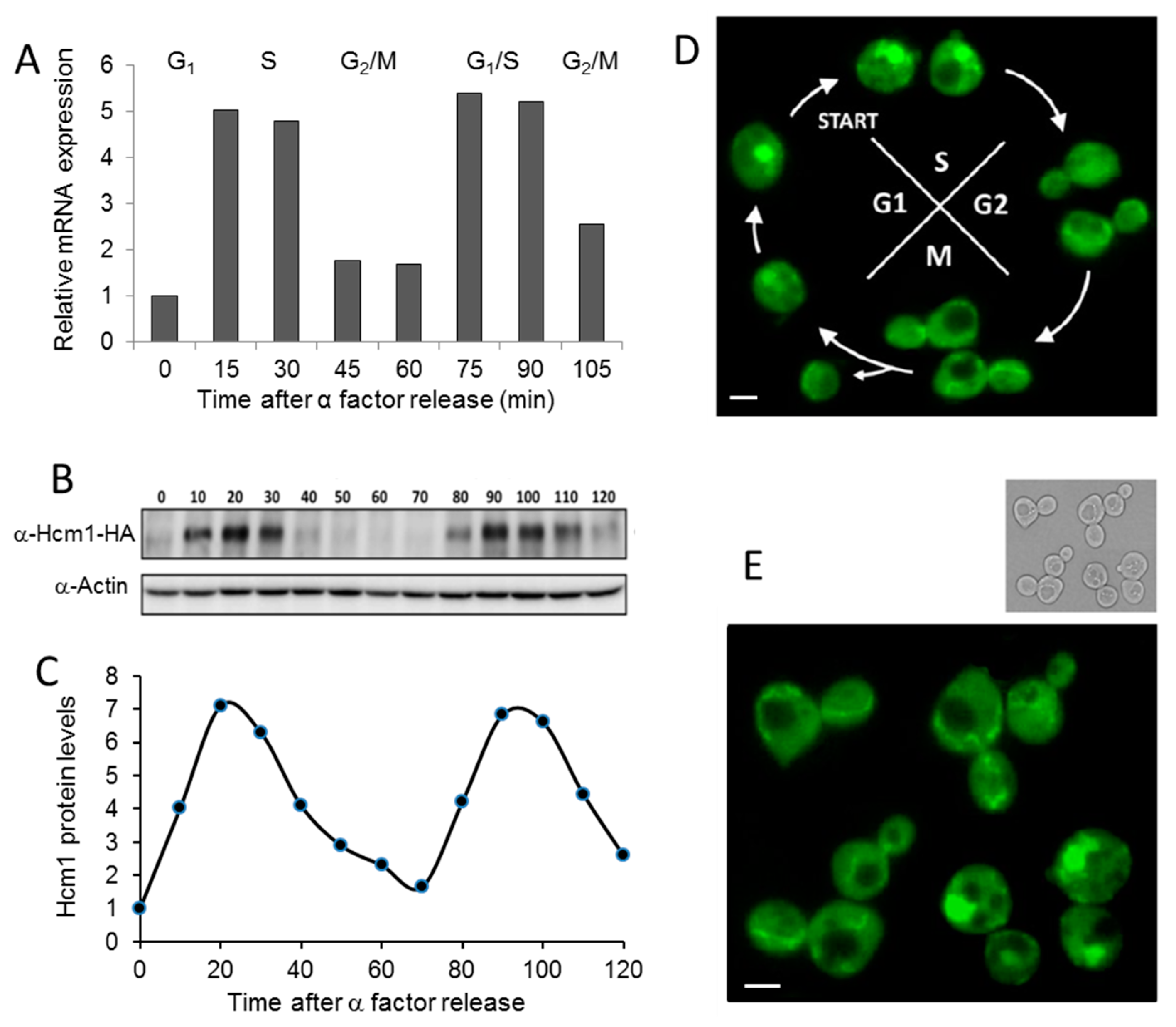 Ijms 21 09574 g001 Ijms 21 09574 g001