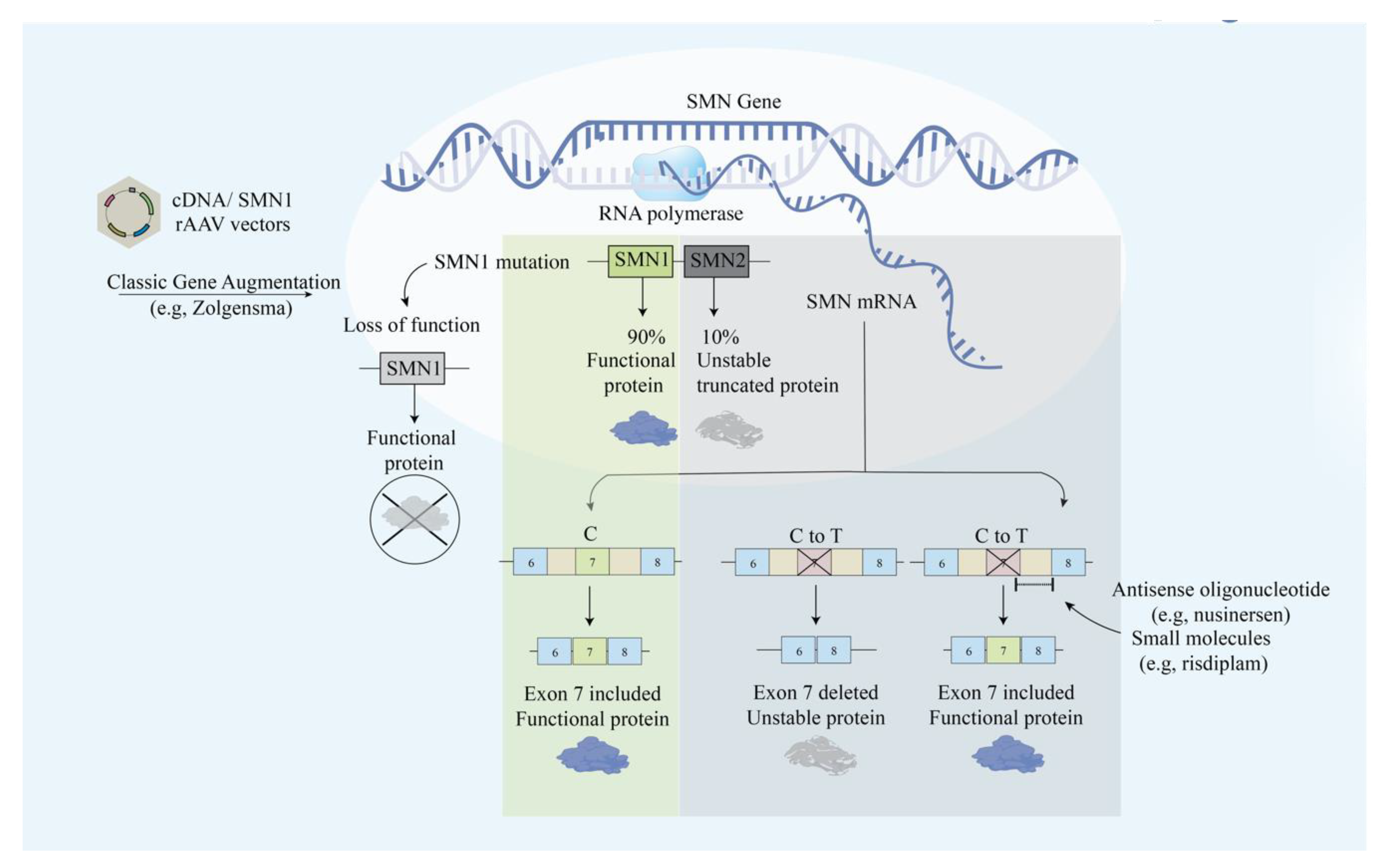 Ген тест 1. Ген lrrtm1. Ген smn1 и smn2. Antisense oligonucleotide. Exon программа.