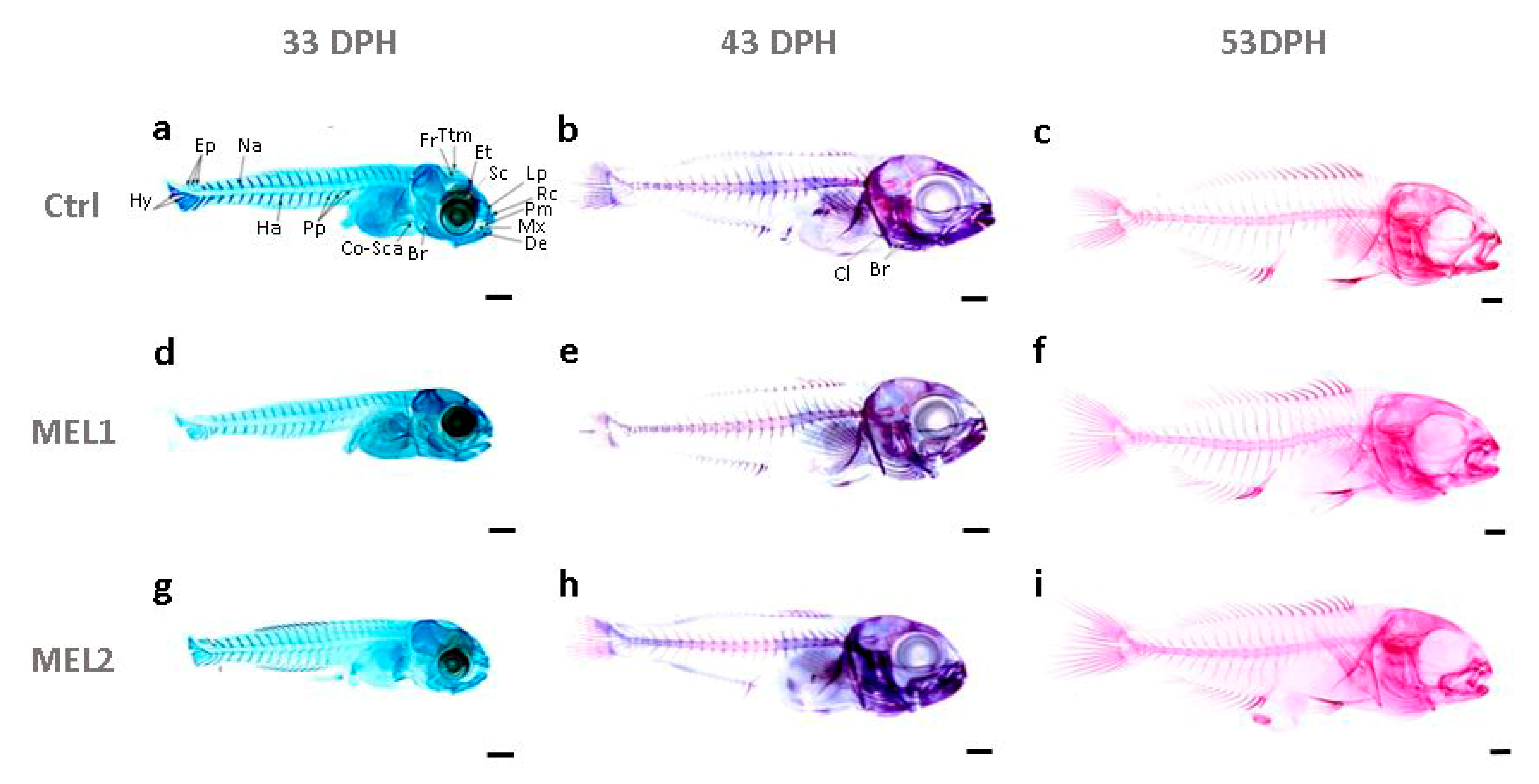 Ijms 21 09597 g004 Ijms 21 09597 g004