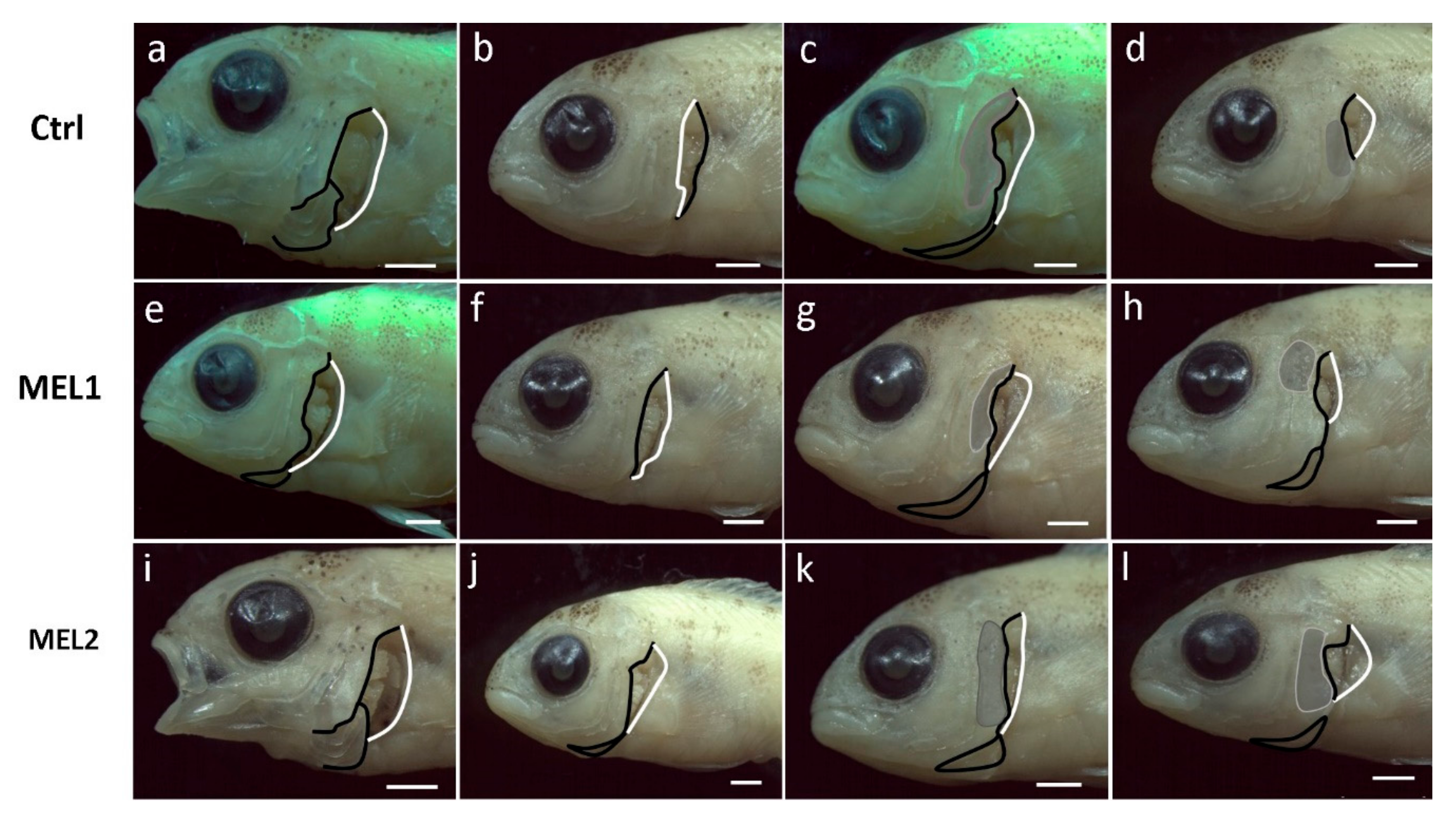 Ijms 21 09597 g005 Ijms 21 09597 g005