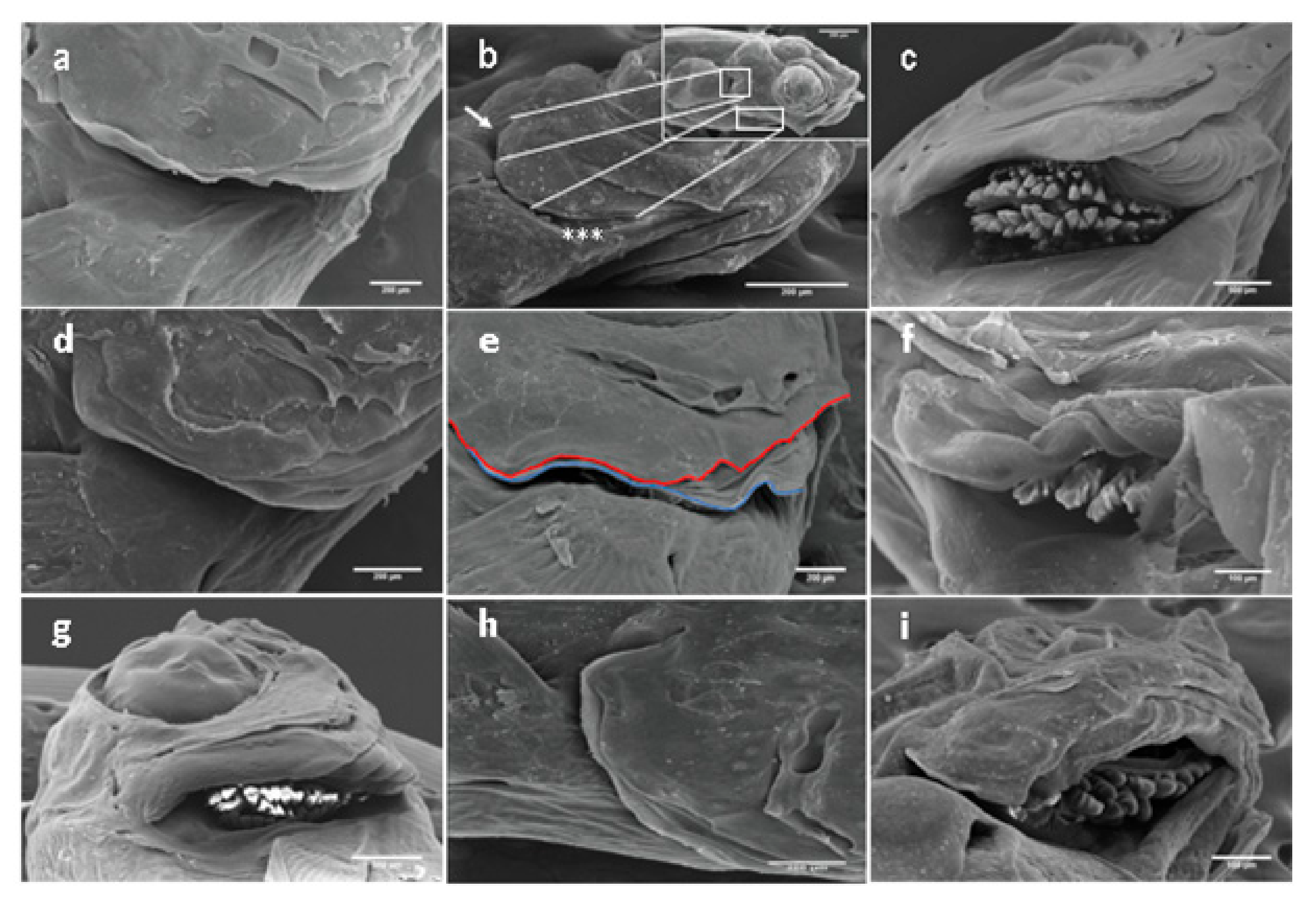 Ijms 21 09597 g007 Ijms 21 09597 g007