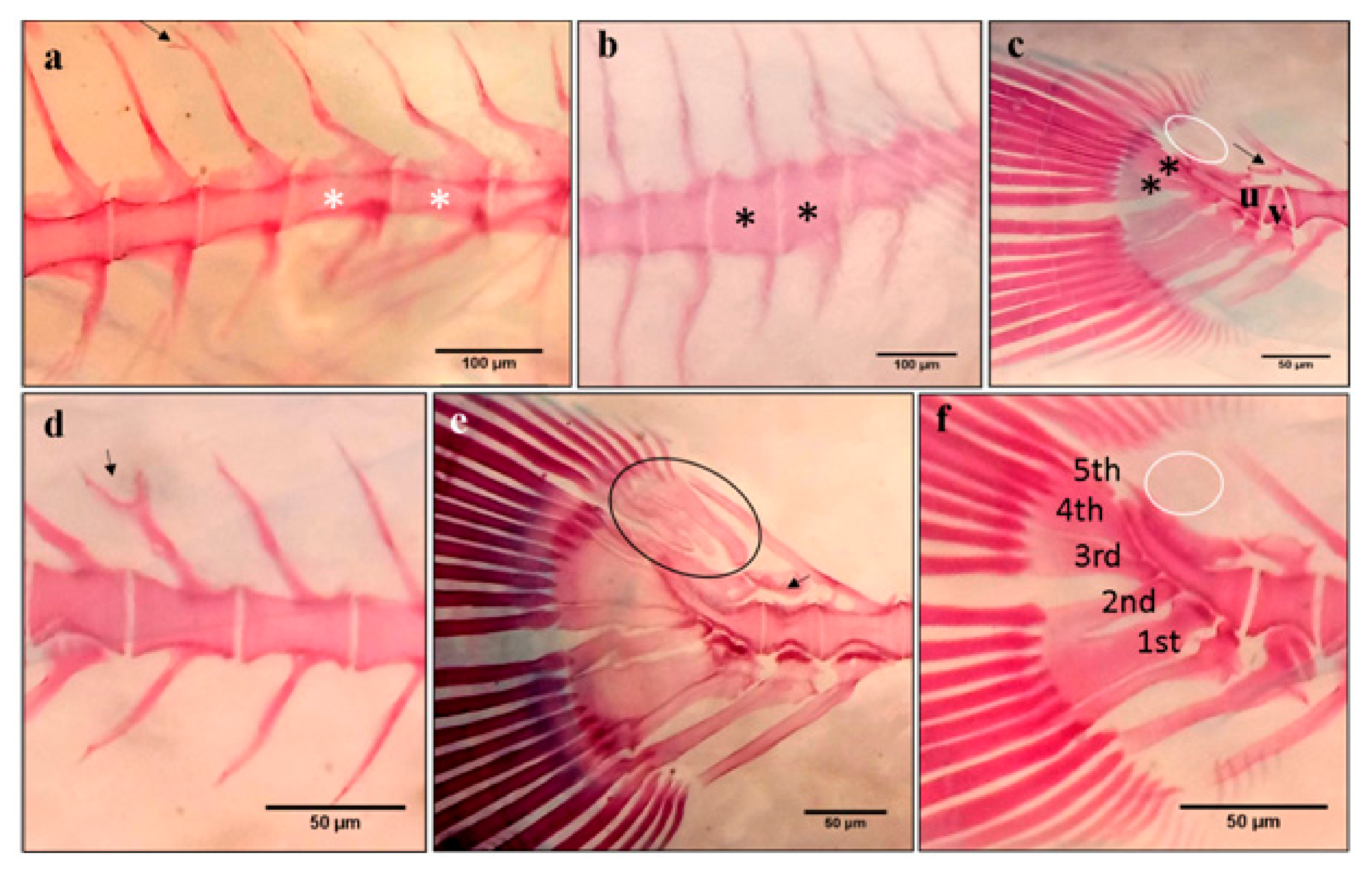 Ijms 21 09597 g008 Ijms 21 09597 g008