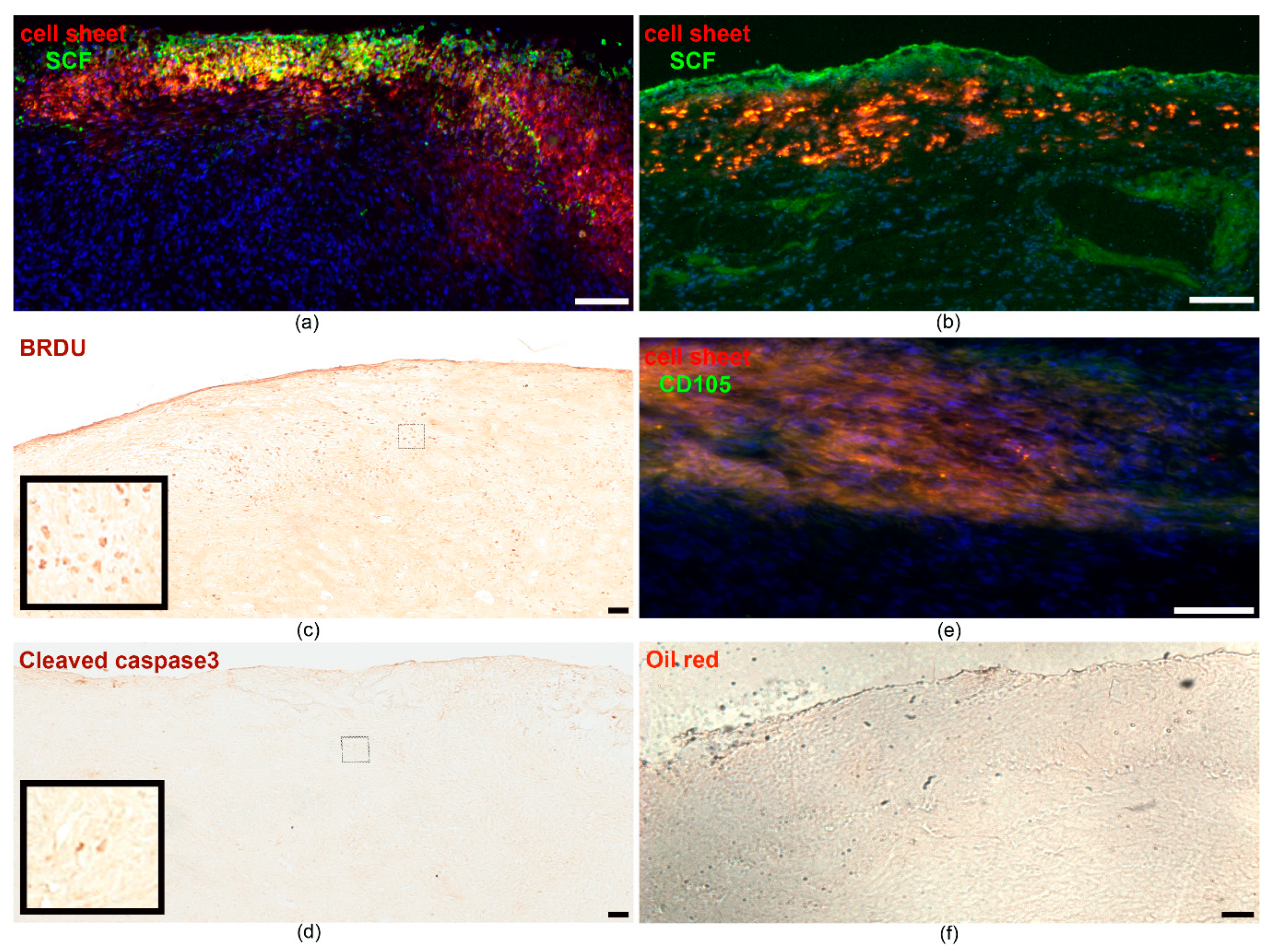 Ijms 21 09603 g003 Ijms 21 09603 g003