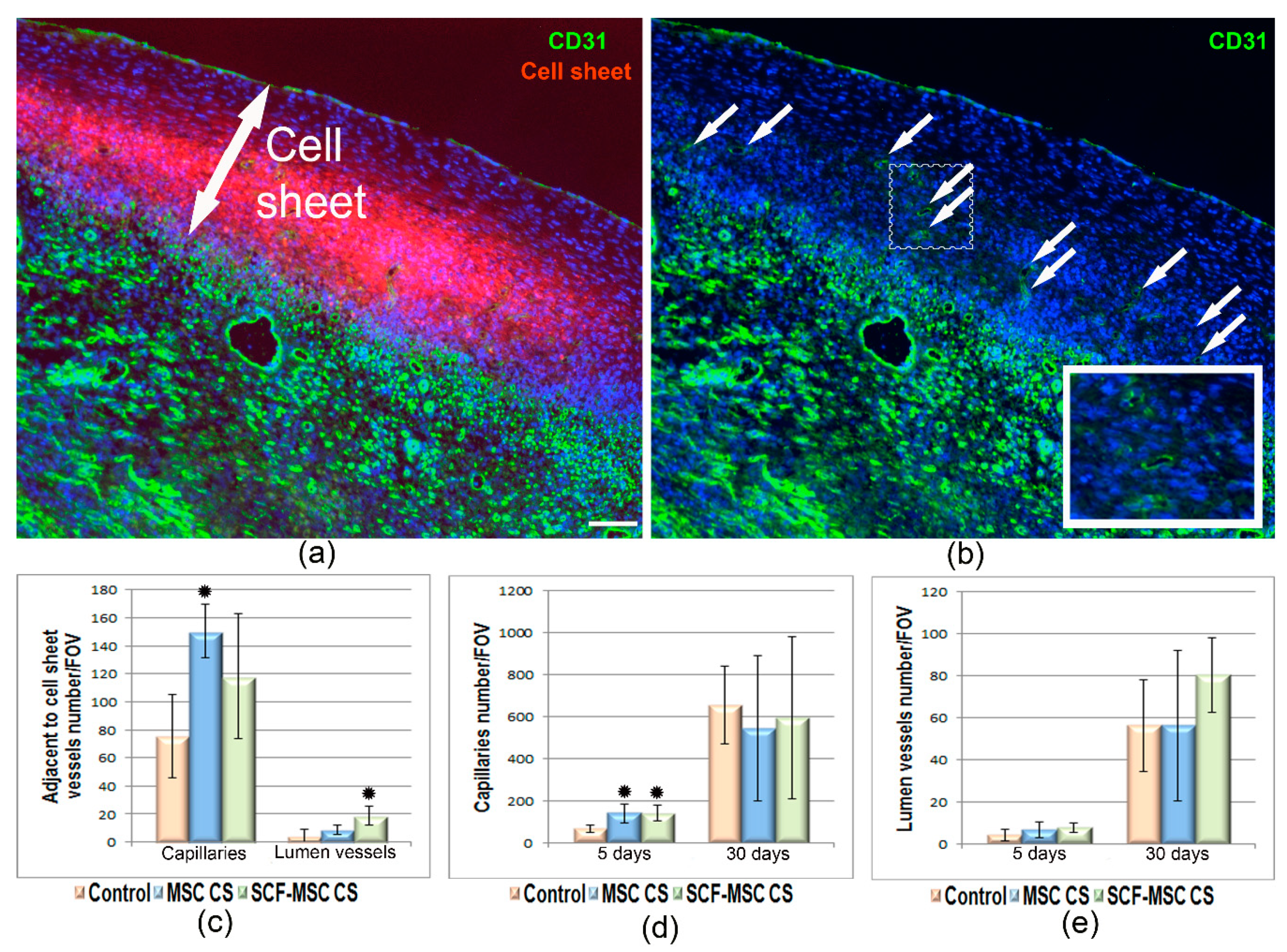 Ijms 21 09603 g006 Ijms 21 09603 g006