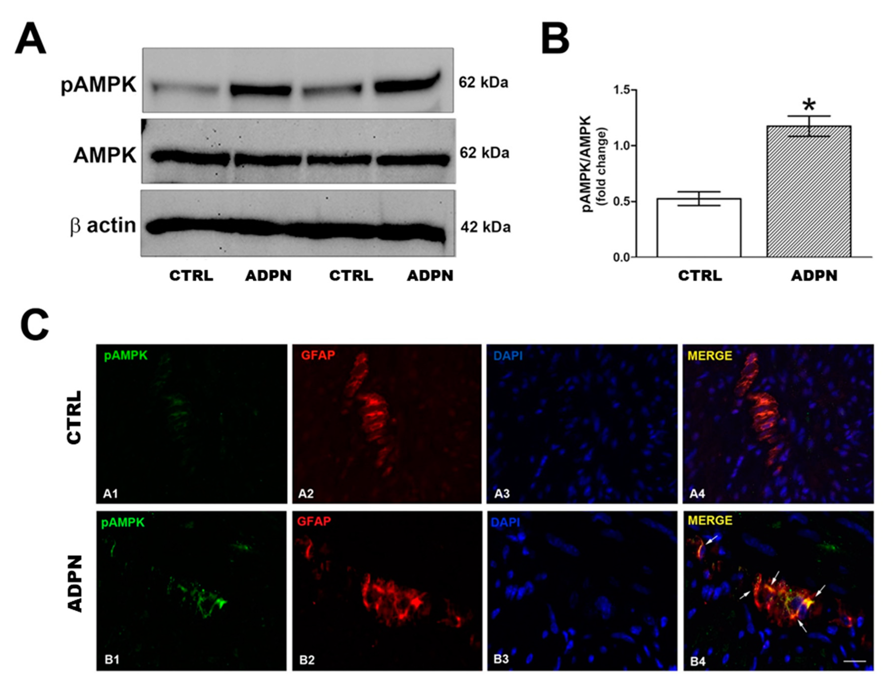 Ijms 21 09617 g007 Ijms 21 09617 g007