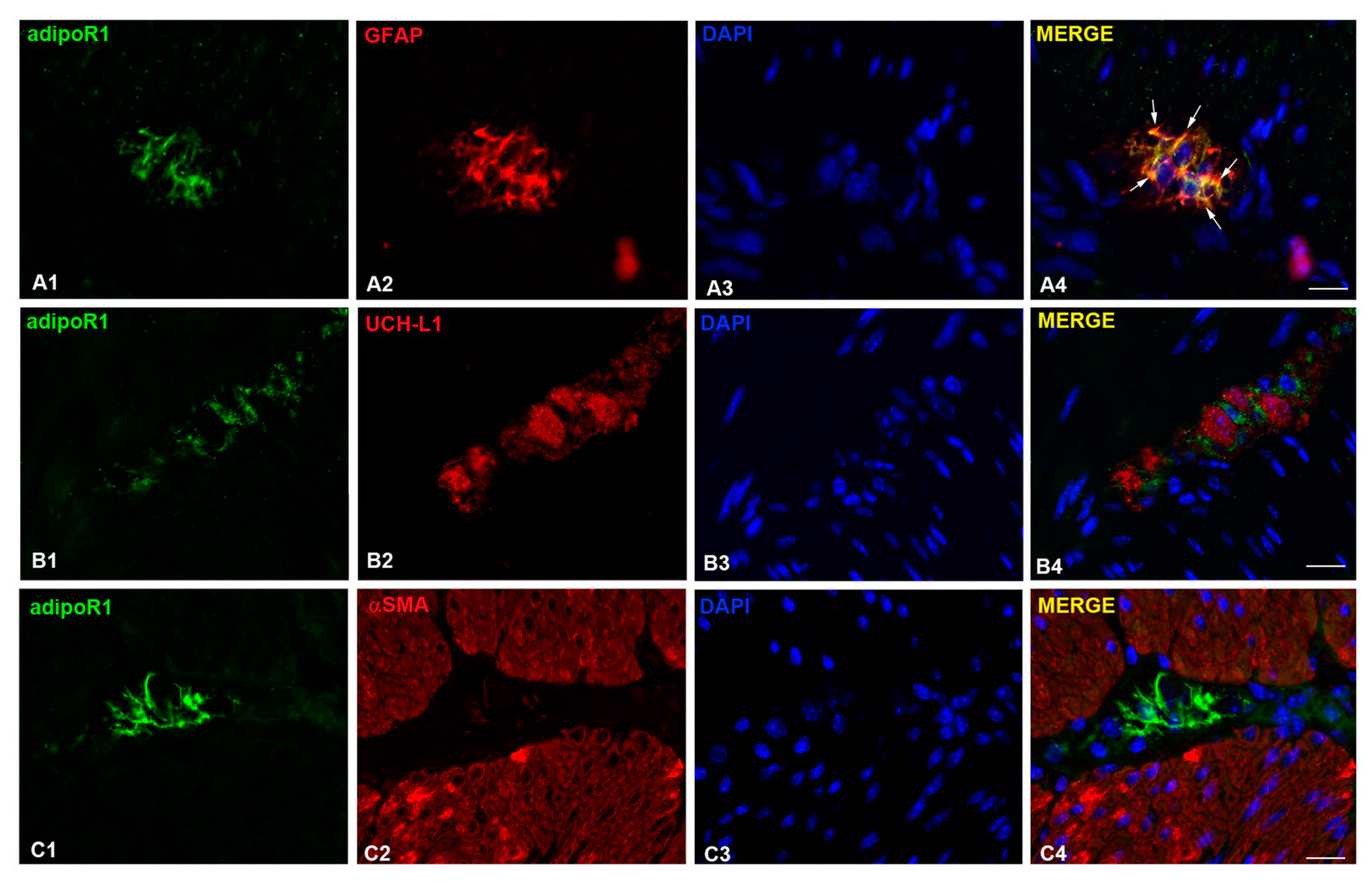 Ijms 21 09617 g008 Ijms 21 09617 g008