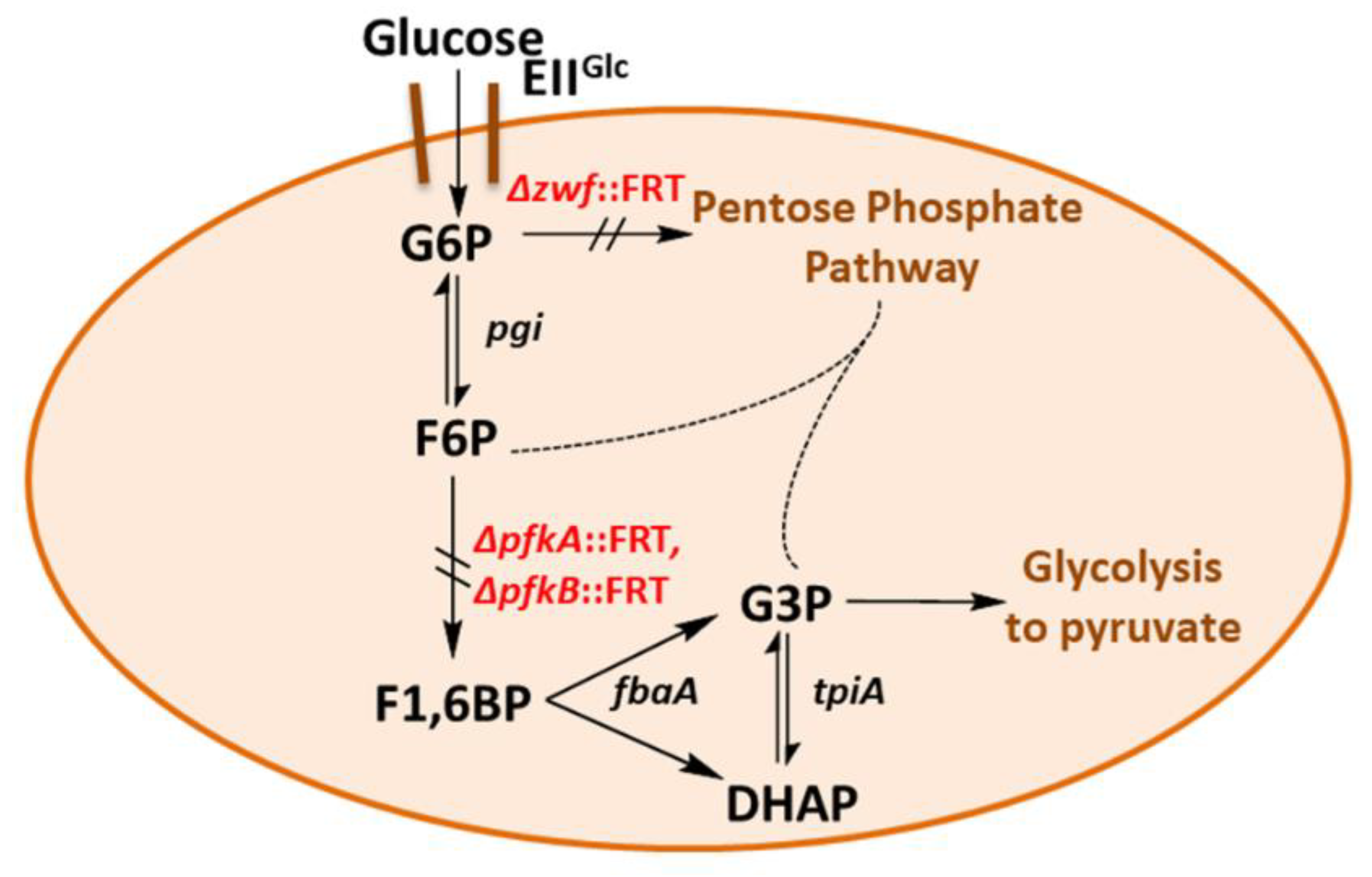 Ijms Free Full Text Opening A Novel Biosynthetic Pathway To Dihydroxyacetone And Glycerol In Escherichia Coli Mutants Through Expression Of A Gene Variant Fsaaa129s For Fructose 6 Phosphate Aldolase Html